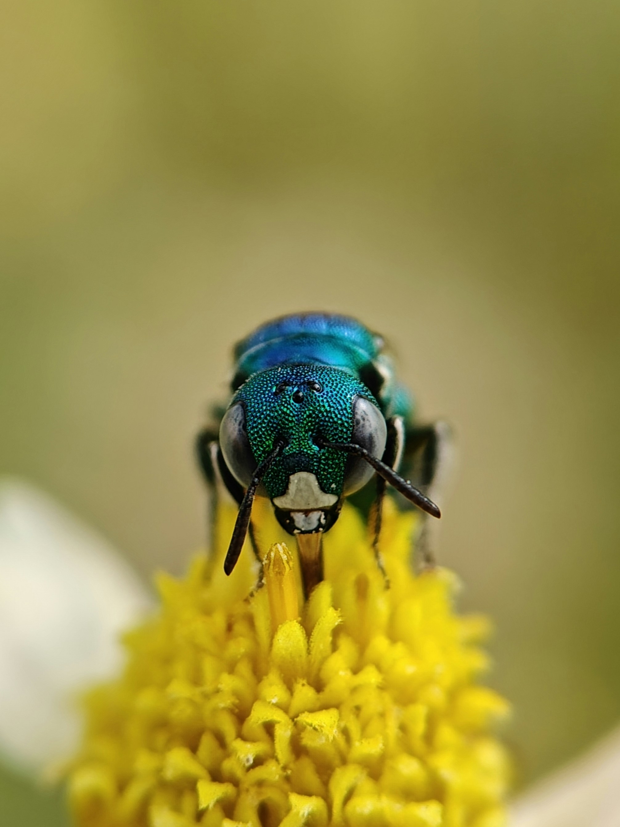 A metallic green bee on a yellow flower