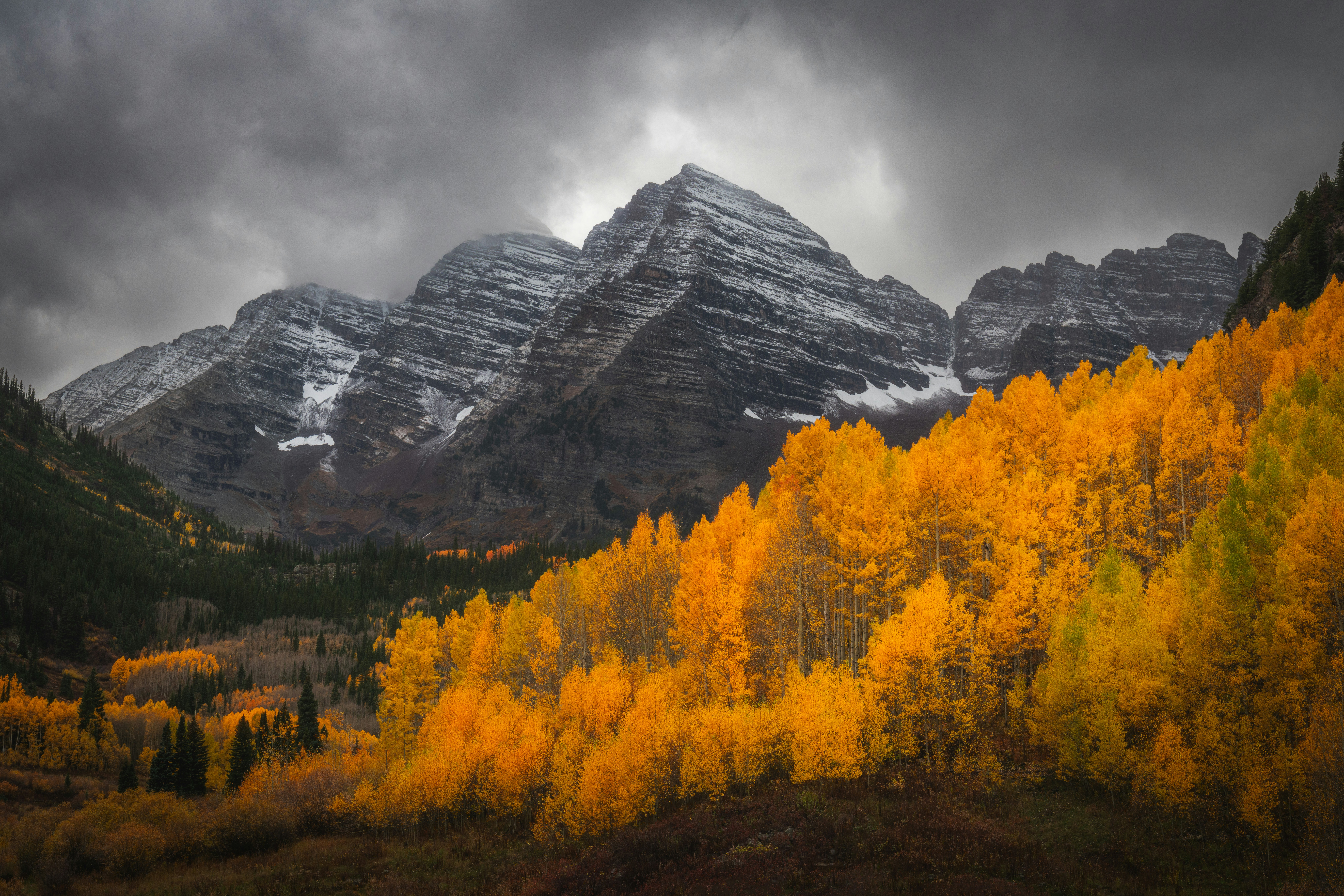 Golden aspen trees with snow-capped mountains under stormy sky
