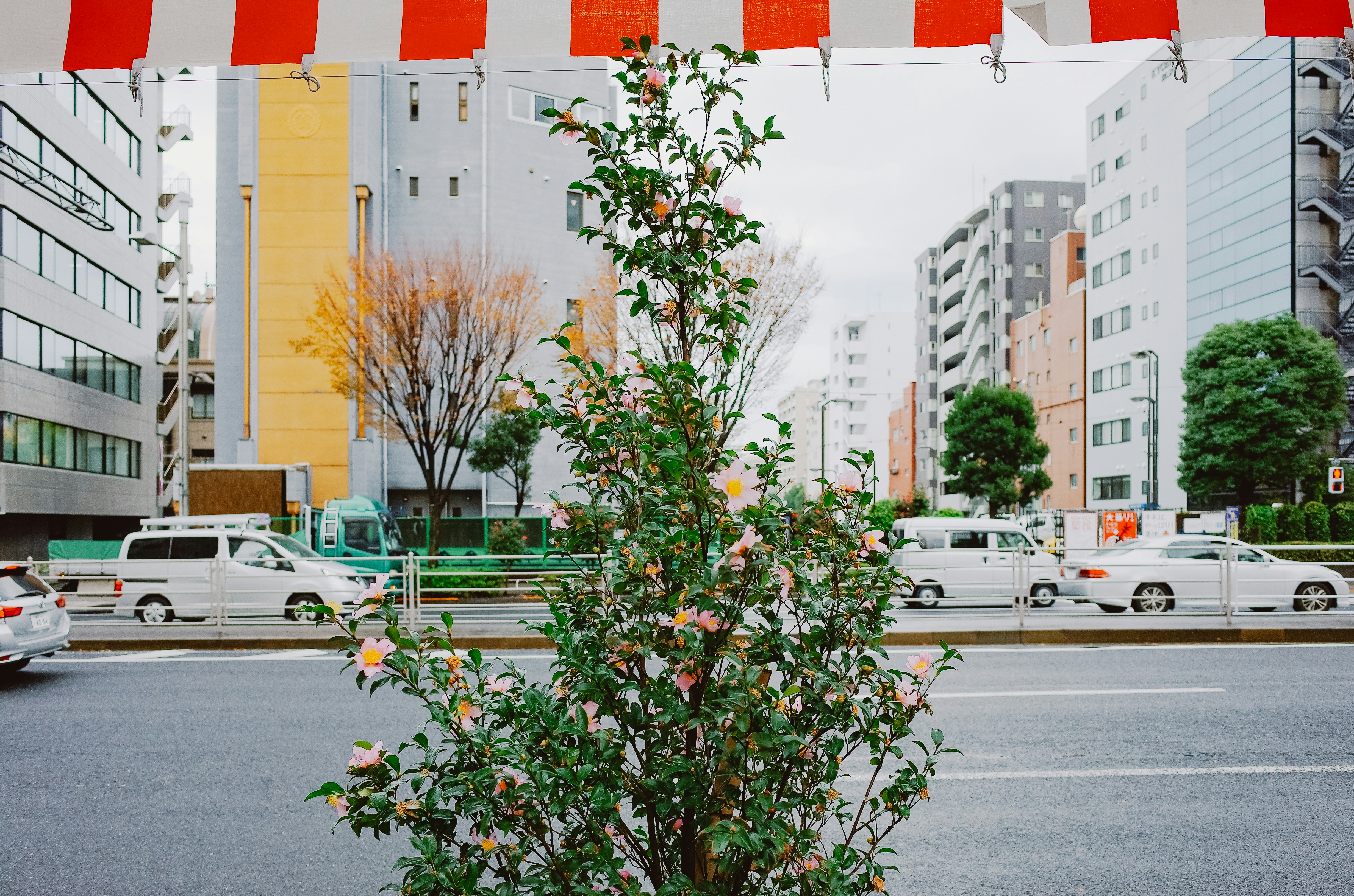 A flowering tree on a city street with buildings.