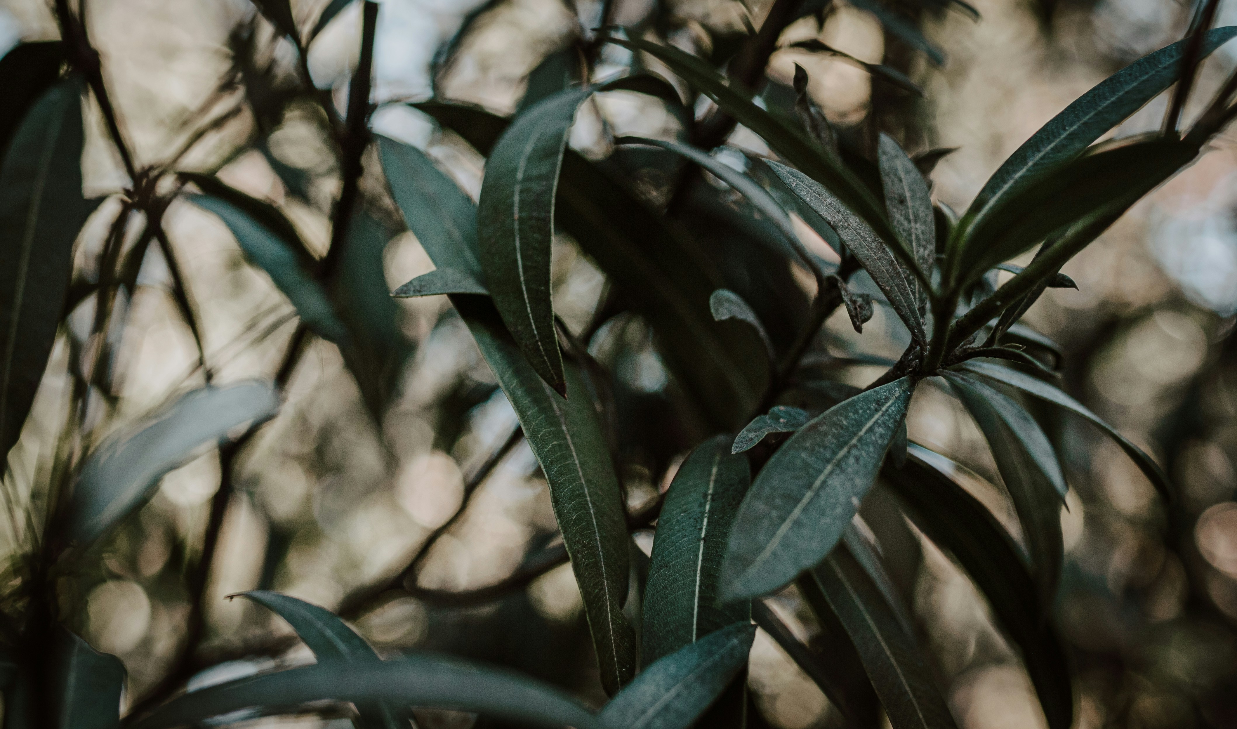 Photo by carmelalustrephotography