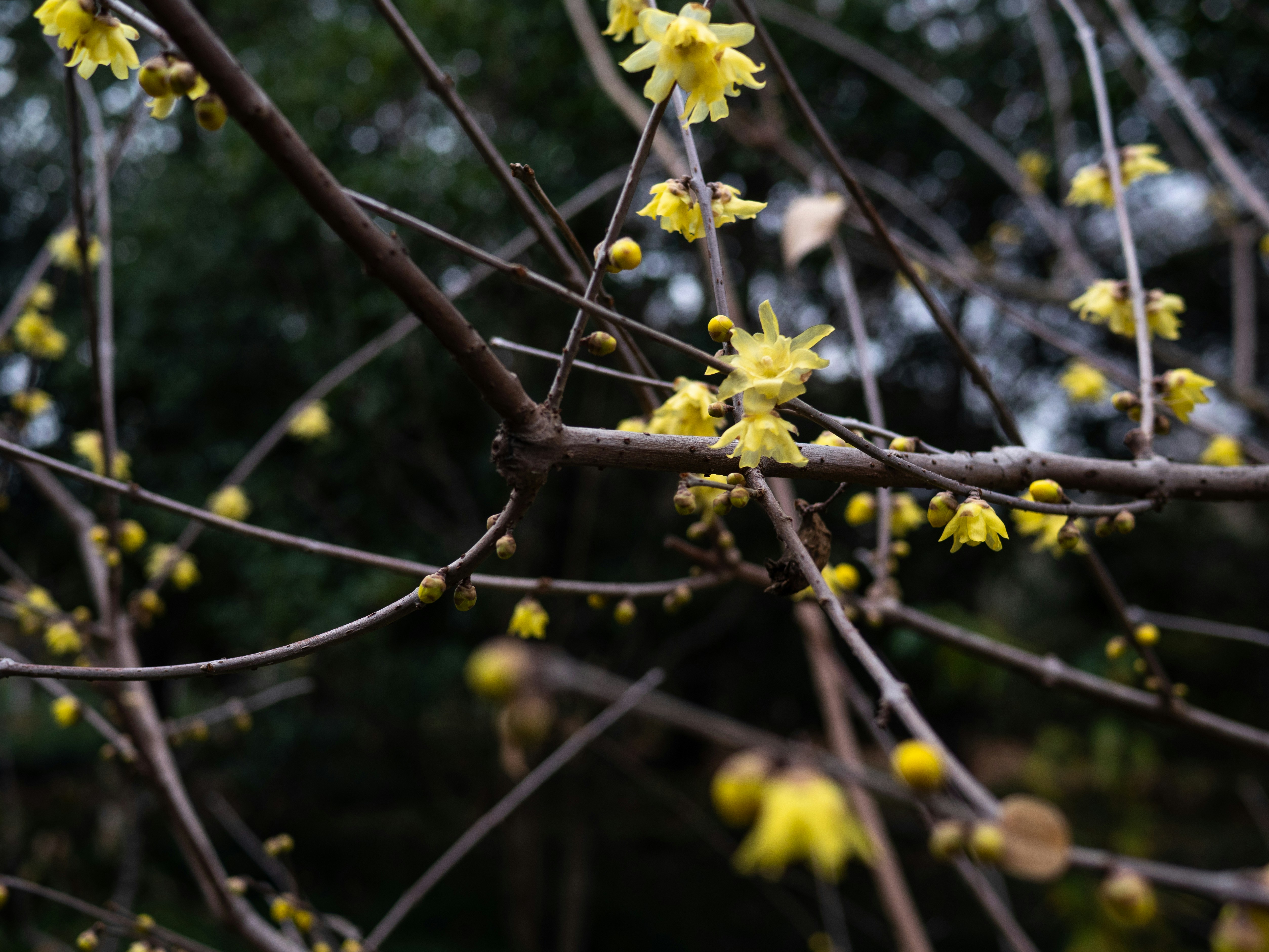 Photo by wenzywong
