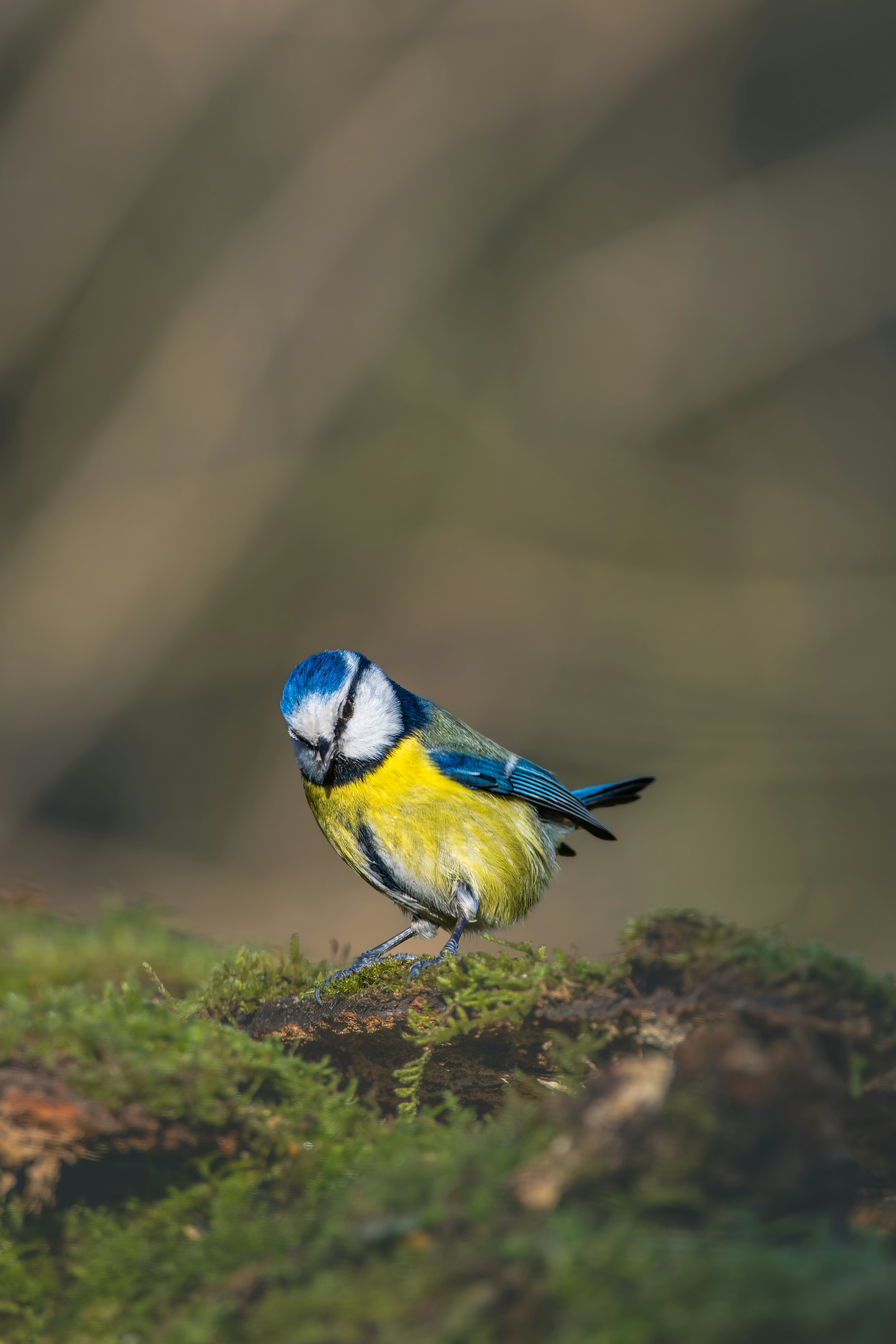 Photo by siegfriedpoepperl