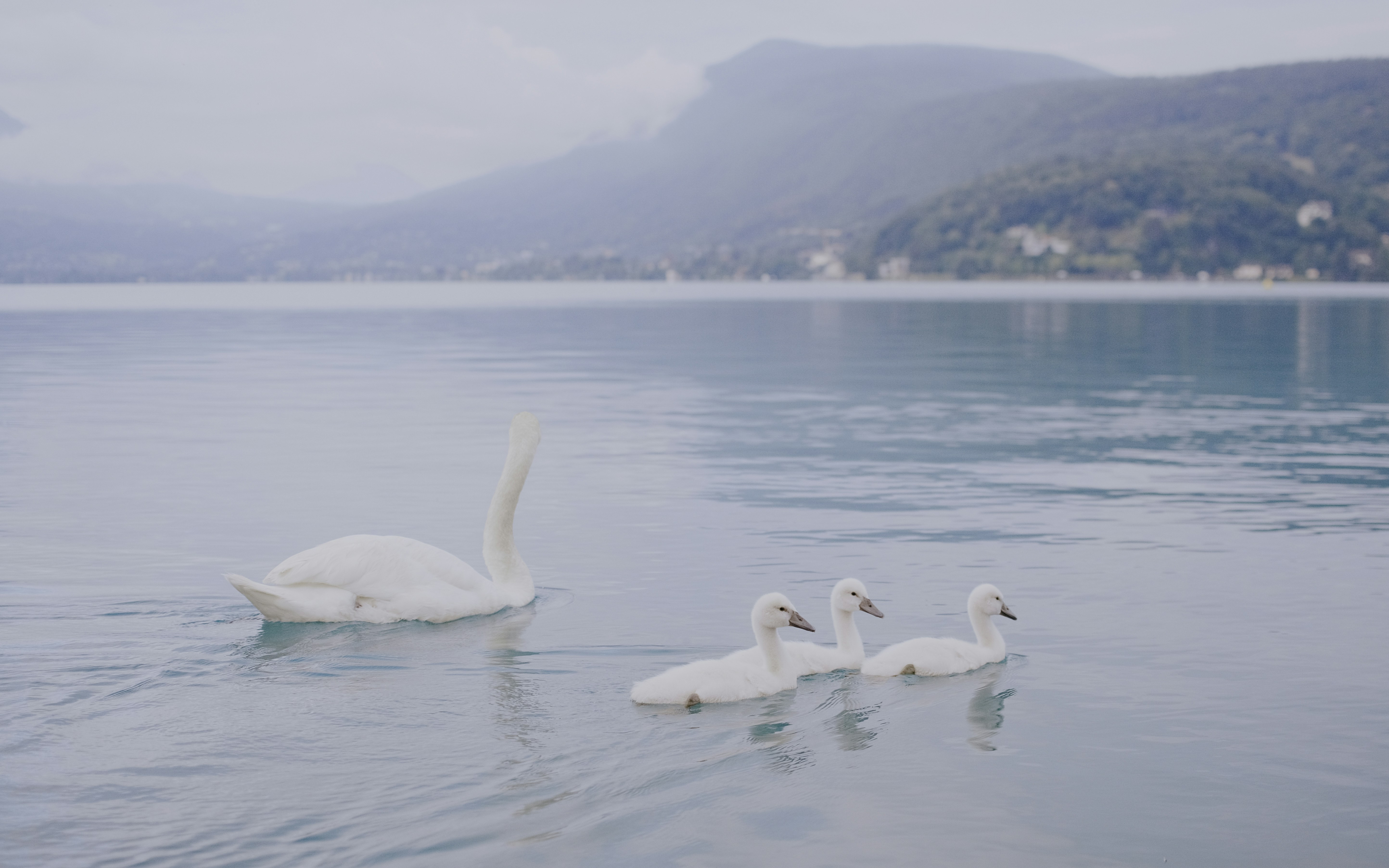 A swan swims with three cygnets on a lake