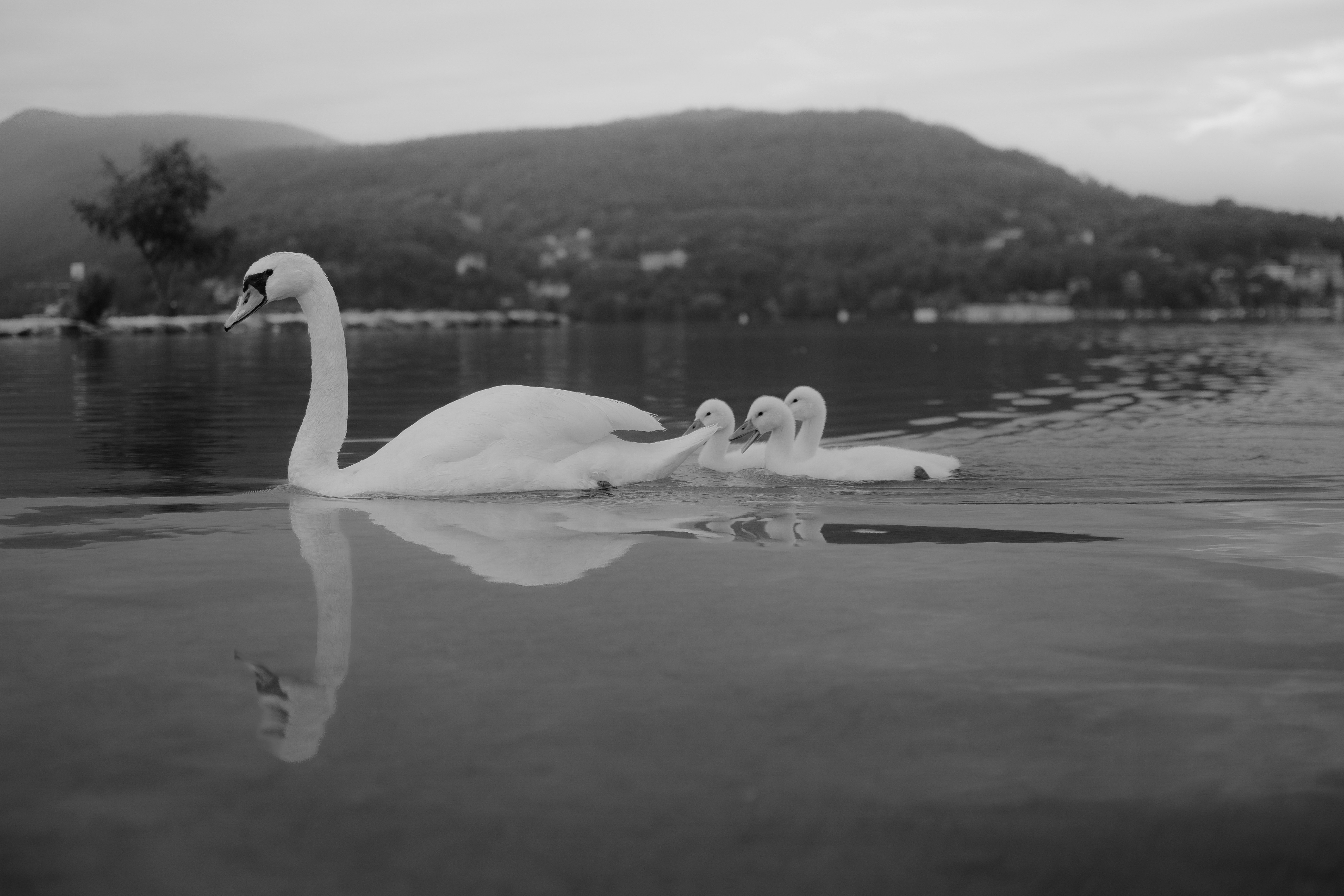 A swan and its cygnets swimming on a lake.