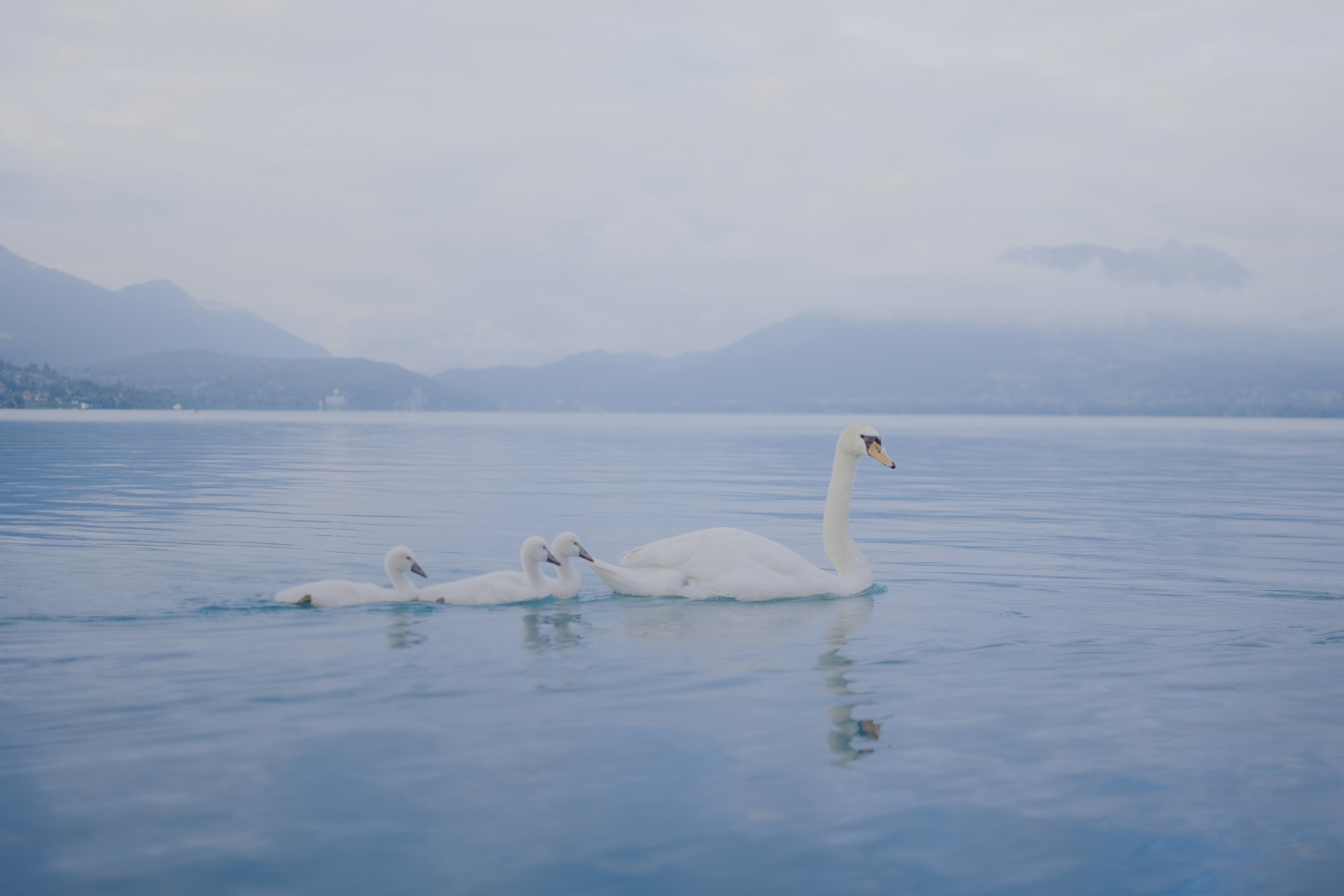A swan and two cygnets swim on a calm lake.