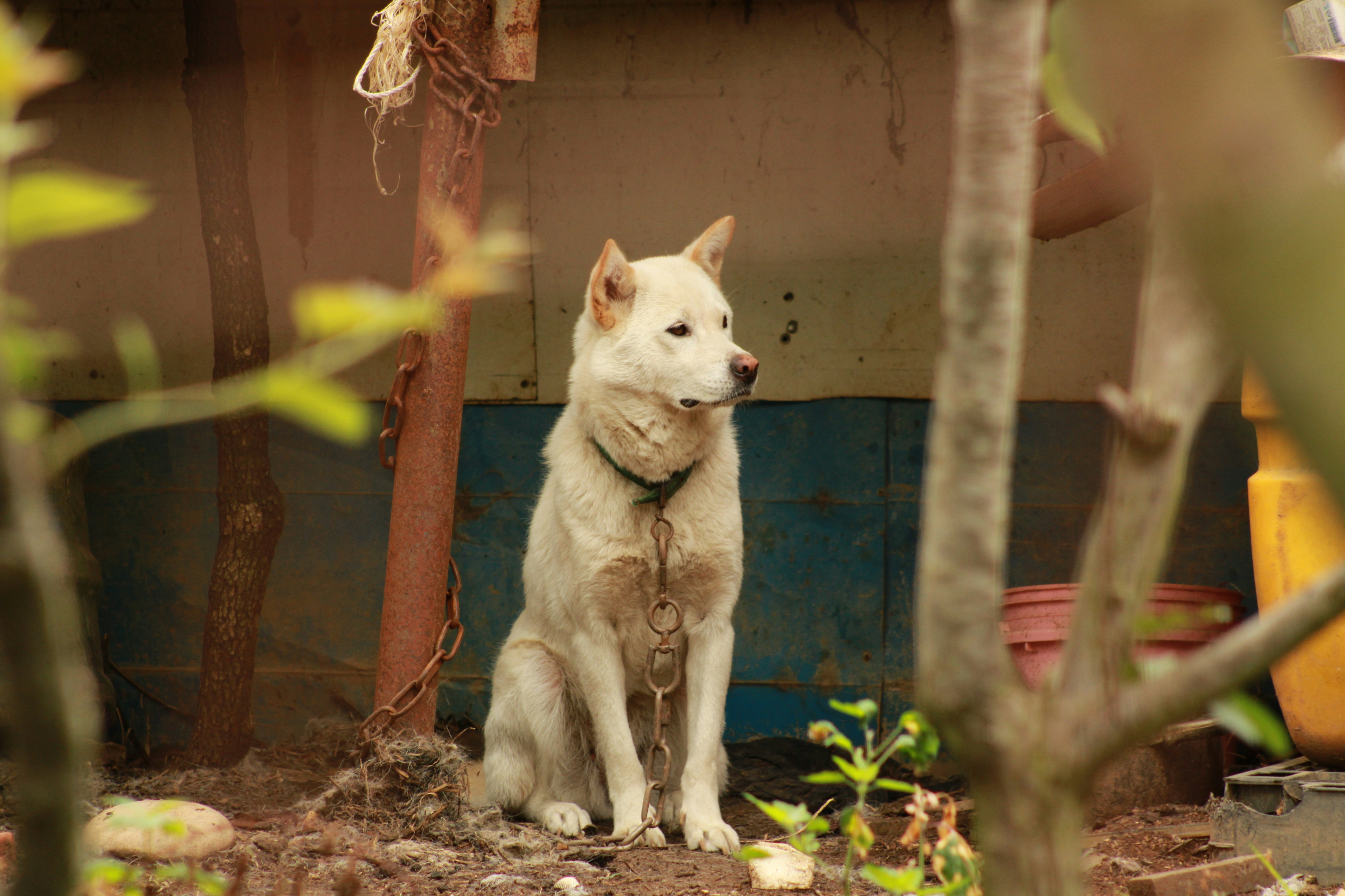 A white dog sits chained outdoors near a structure.