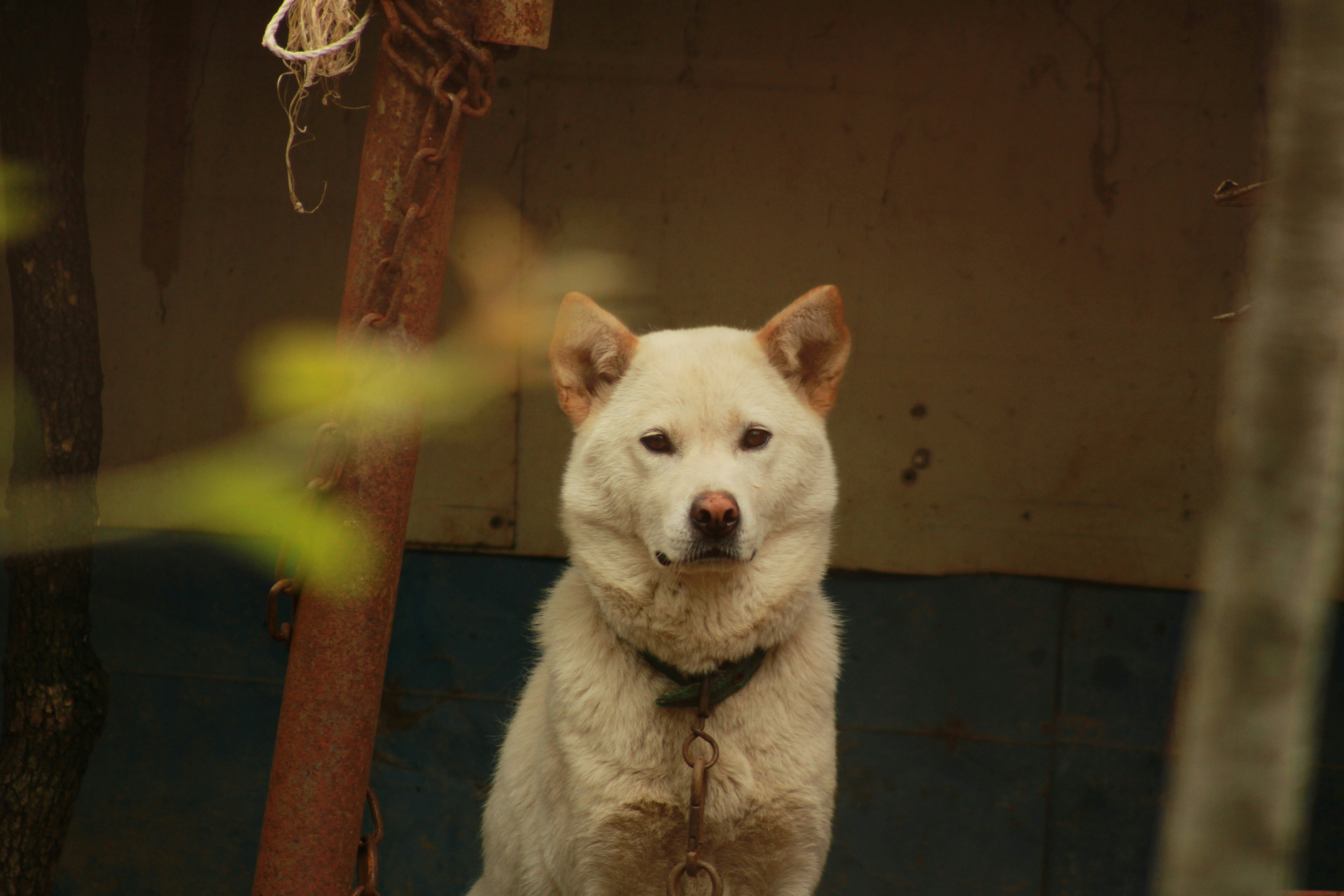 Popular Dog Breeds in Korea