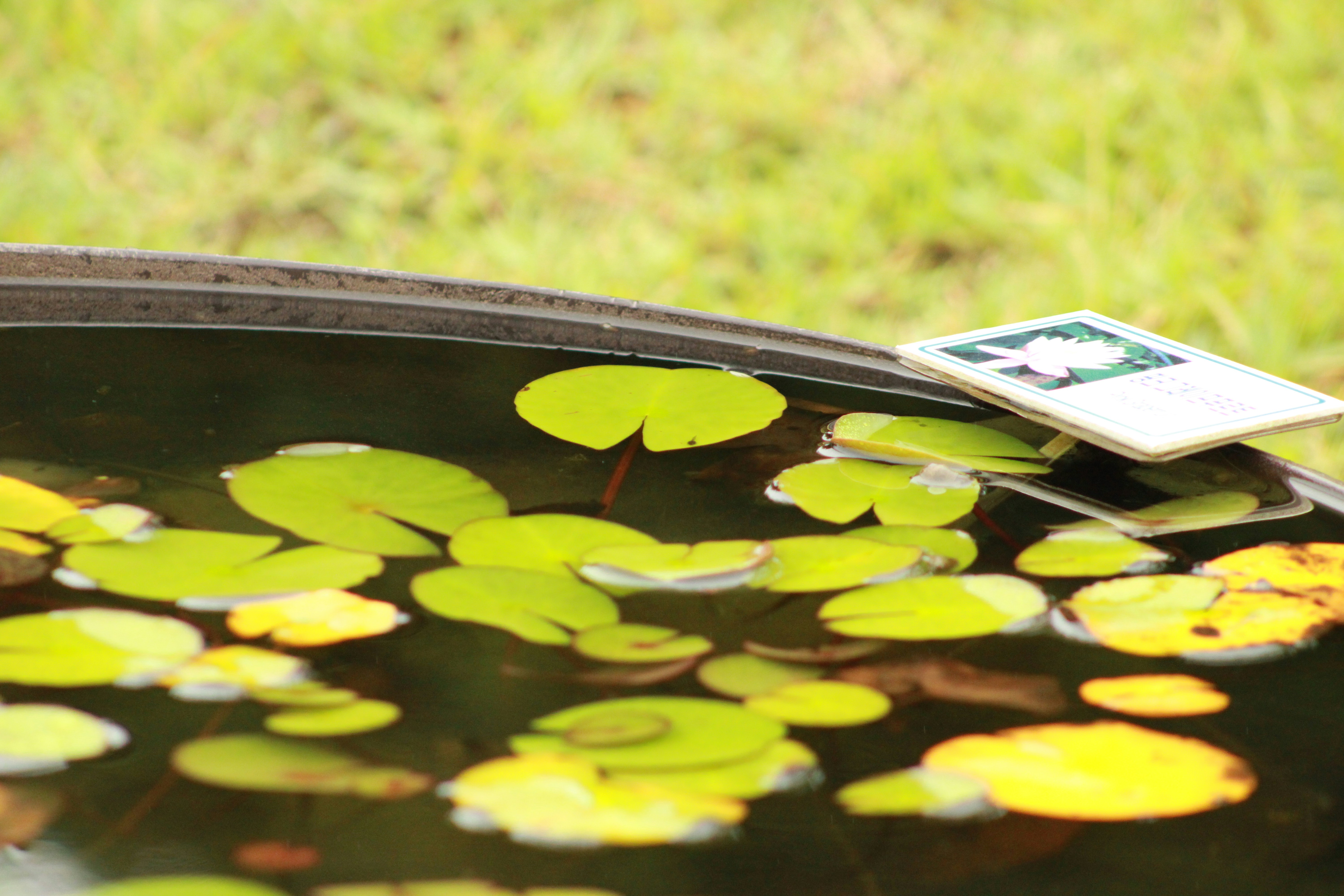 Lily pads floating on dark water with green grass background