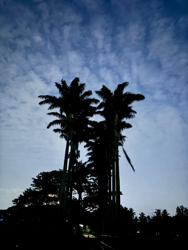 tall palm trees silhouetted against a softly textured evening sky, creating a calm and atmospheric scene