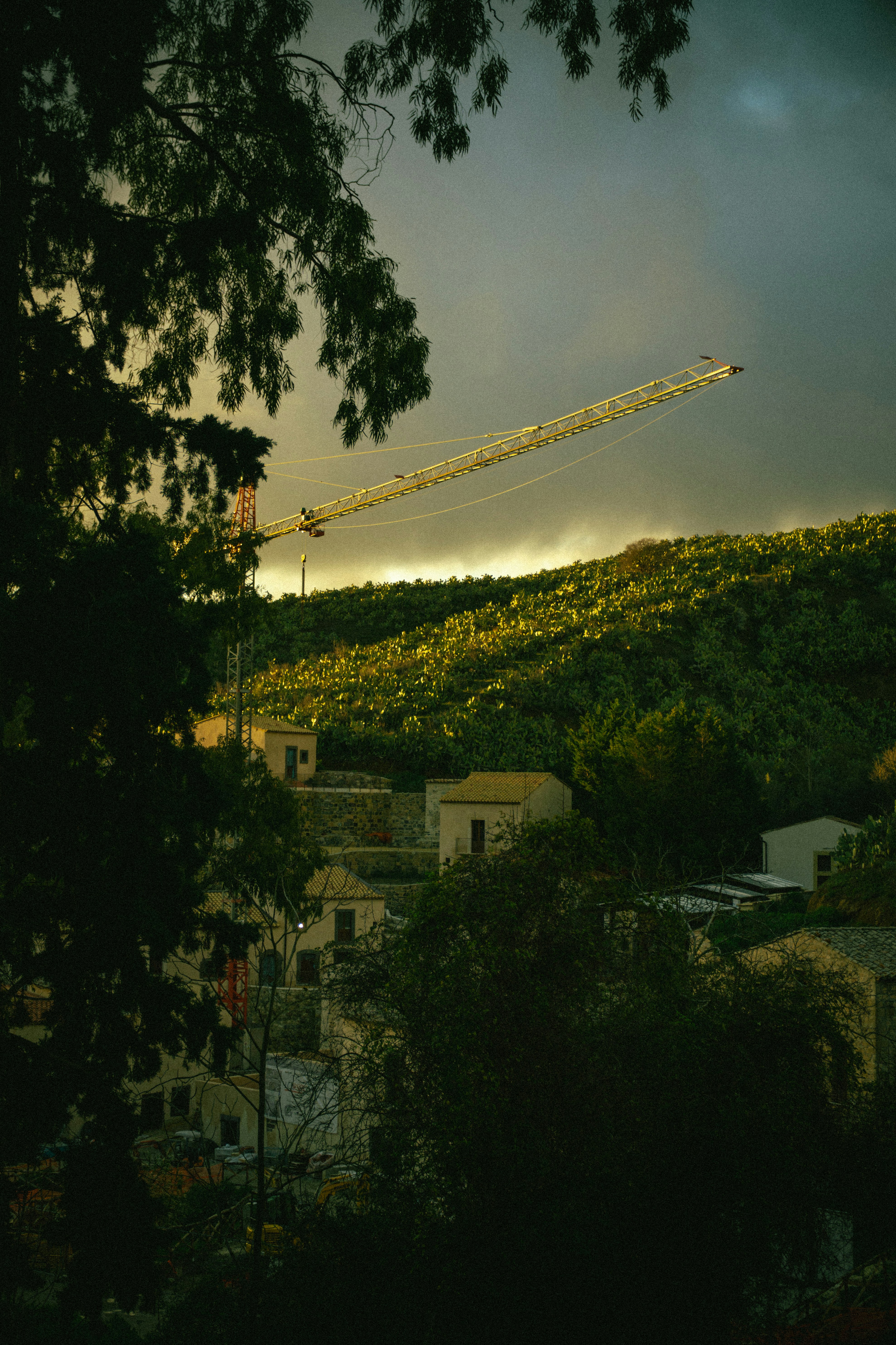 Grulla sobre una ladera bañada por el sol sobre el pueblo