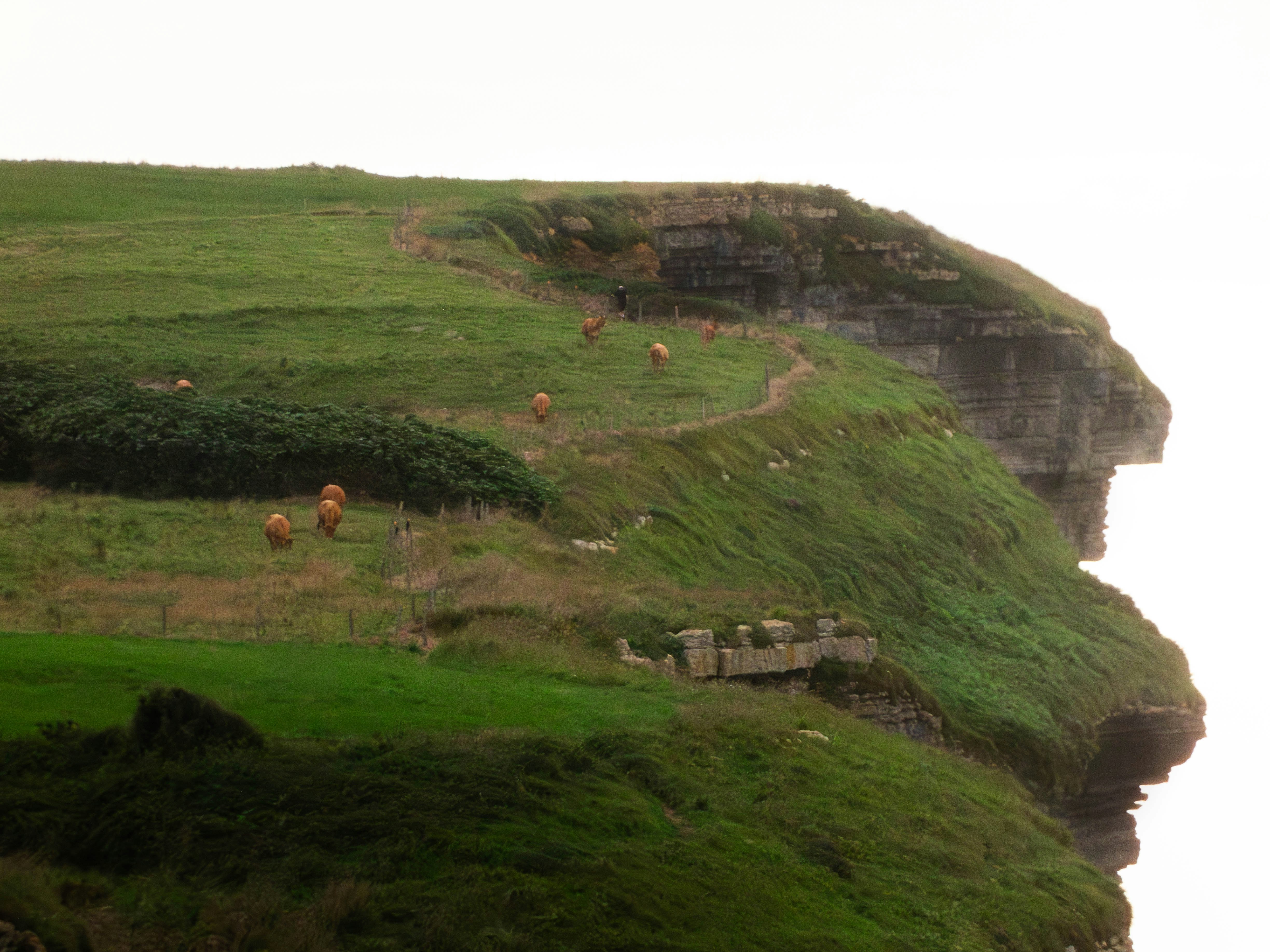 Cows grazing on a grassy cliffside overlooking the ocean.