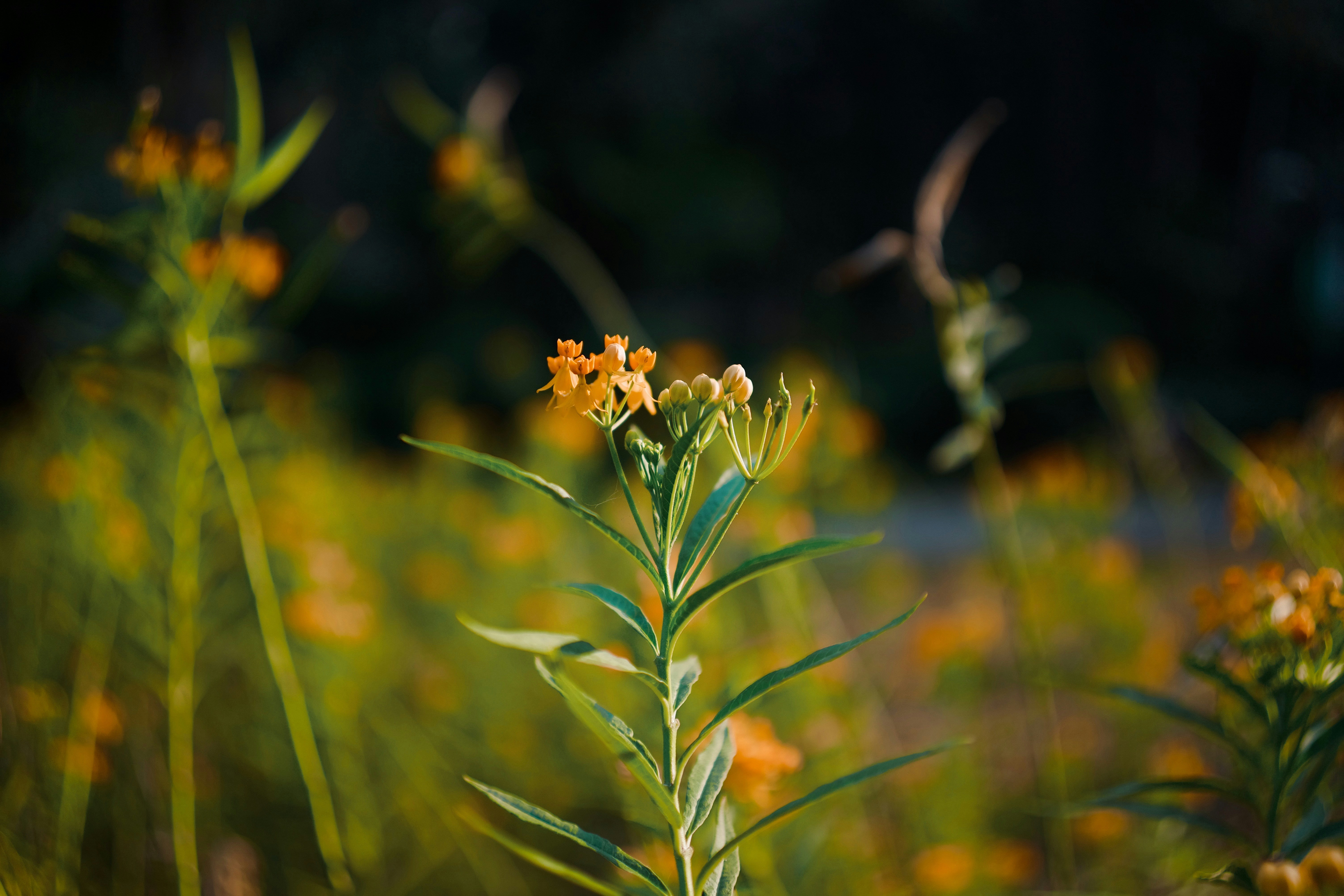 Photo by bunnystudio