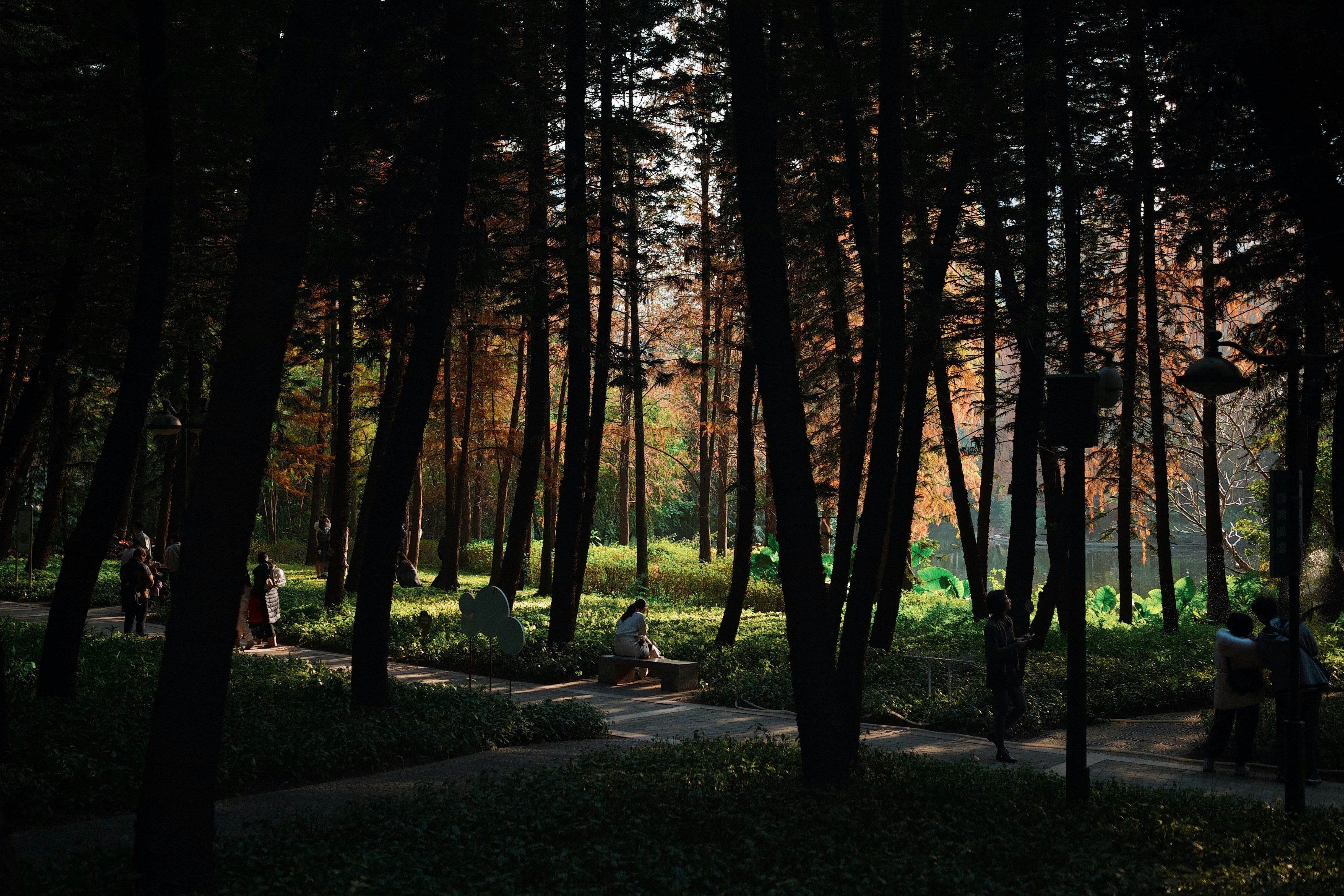 A person walking through a peaceful forest, connecting with the Creator - balance mind body spirit
