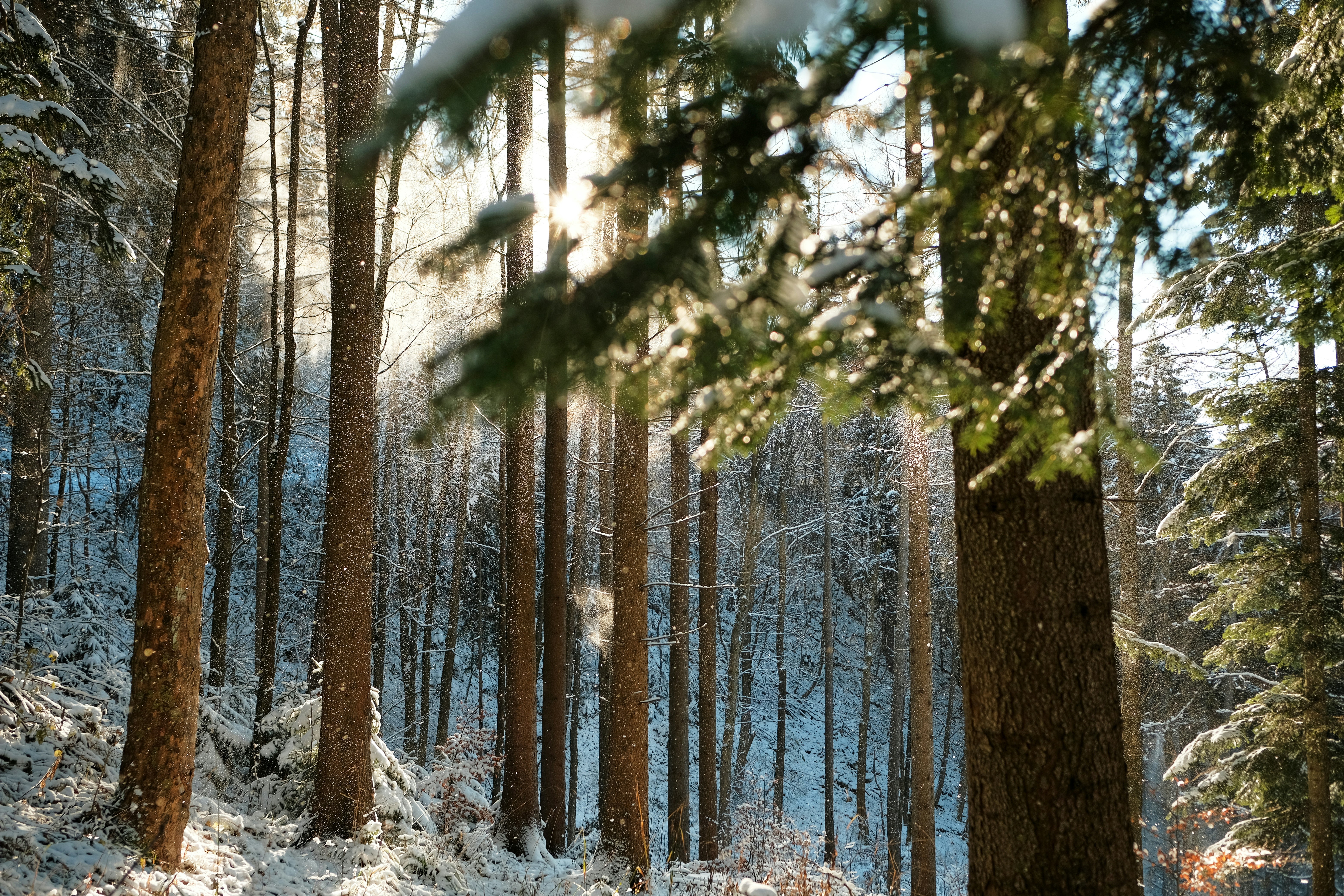 Photo by kristjankotar