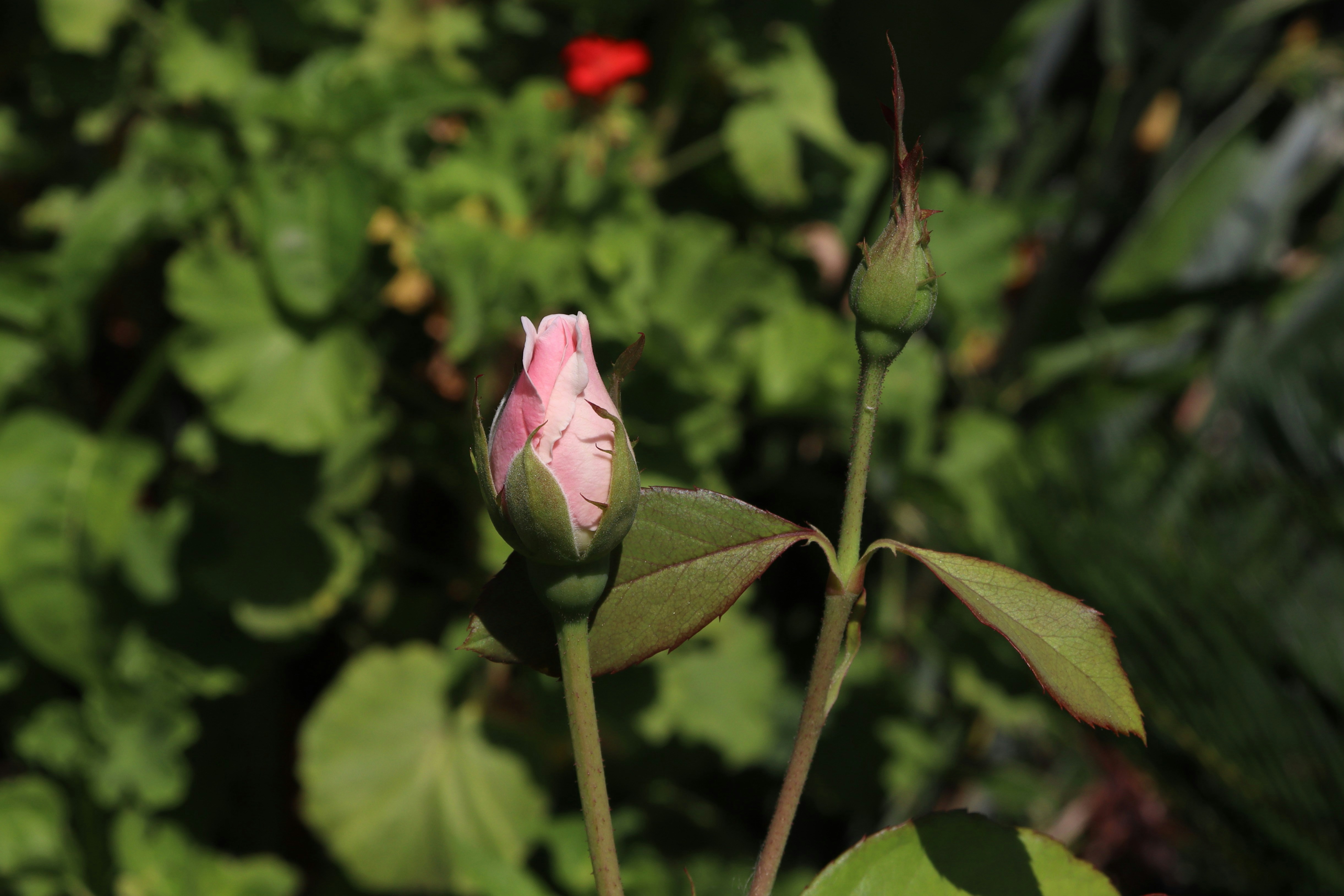 Photo by vladiargenta