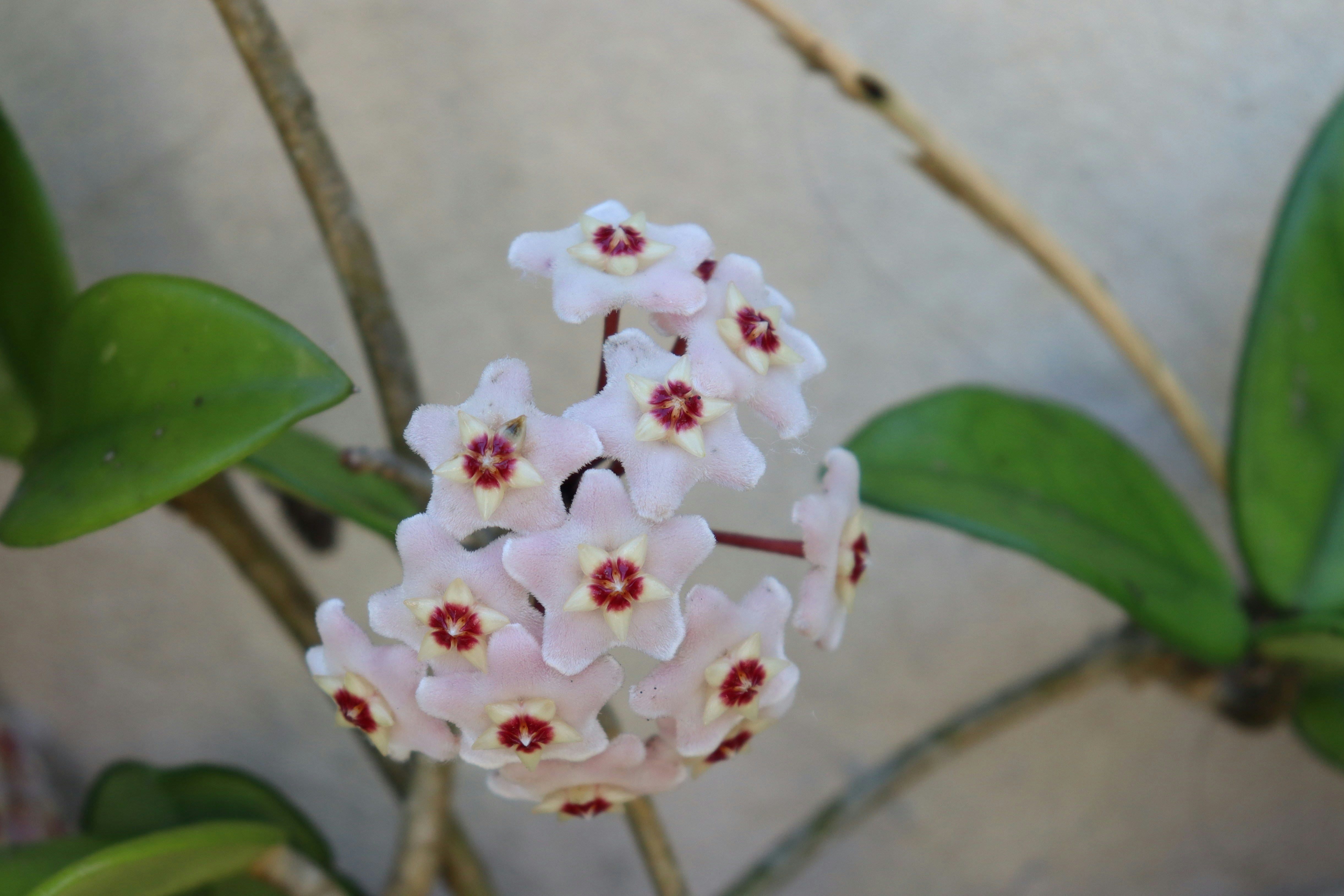 Hoya plant with waxy leaves and flowers