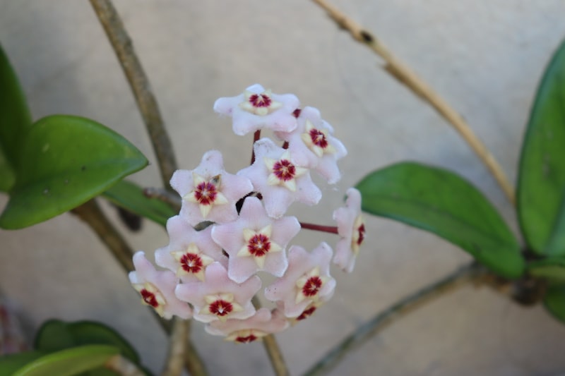 Hoya