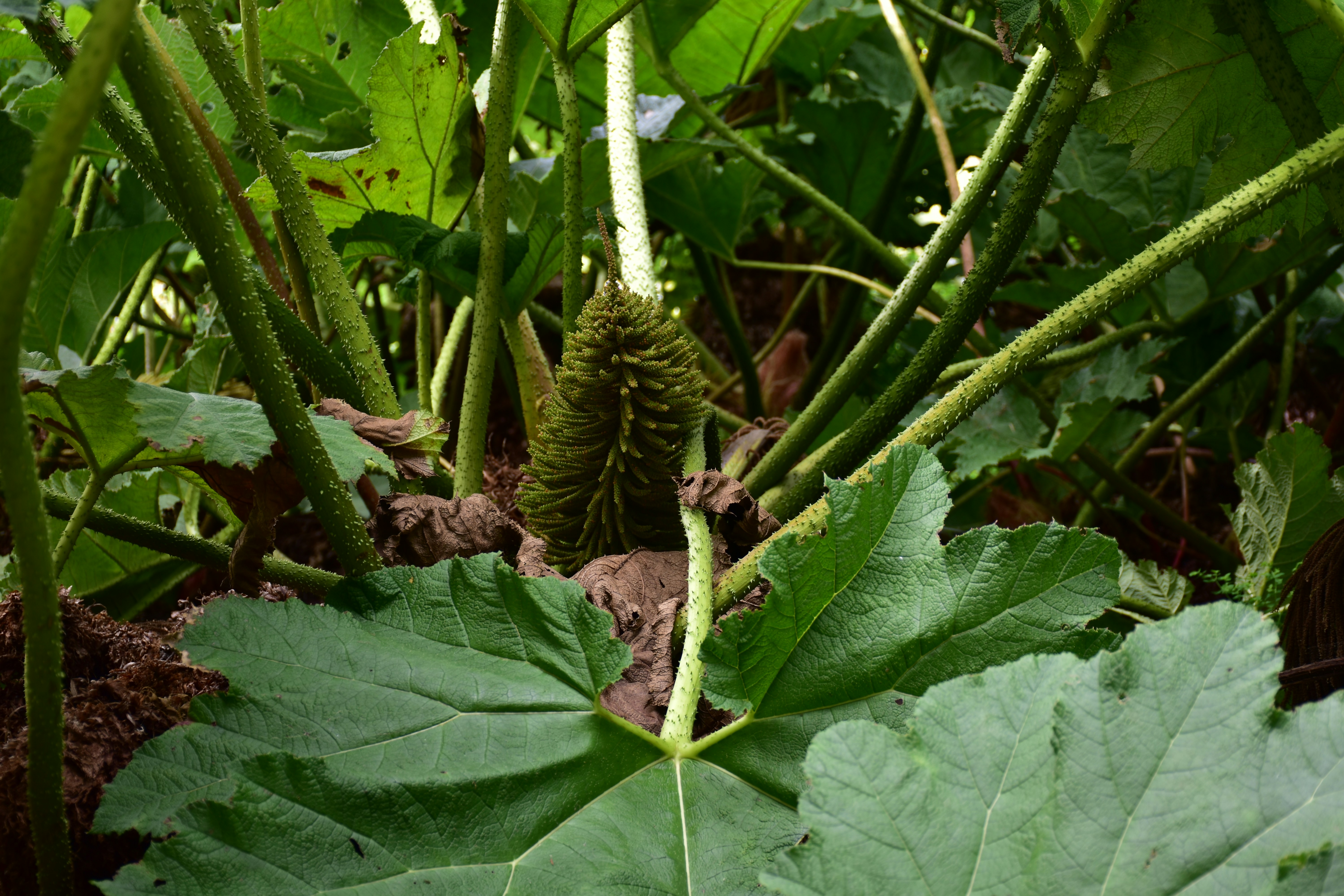 Spessi gambi verdi e grandi foglie di una pianta