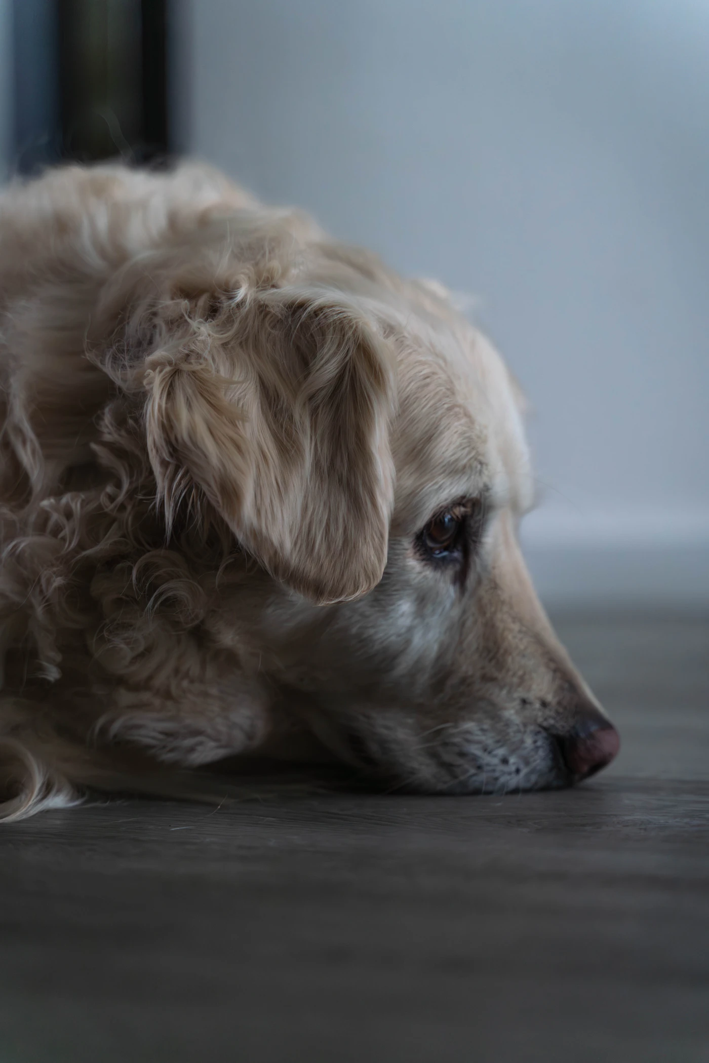 A golden dog resting its head calmly on the floor in soft natural light, settled and waiting at ease