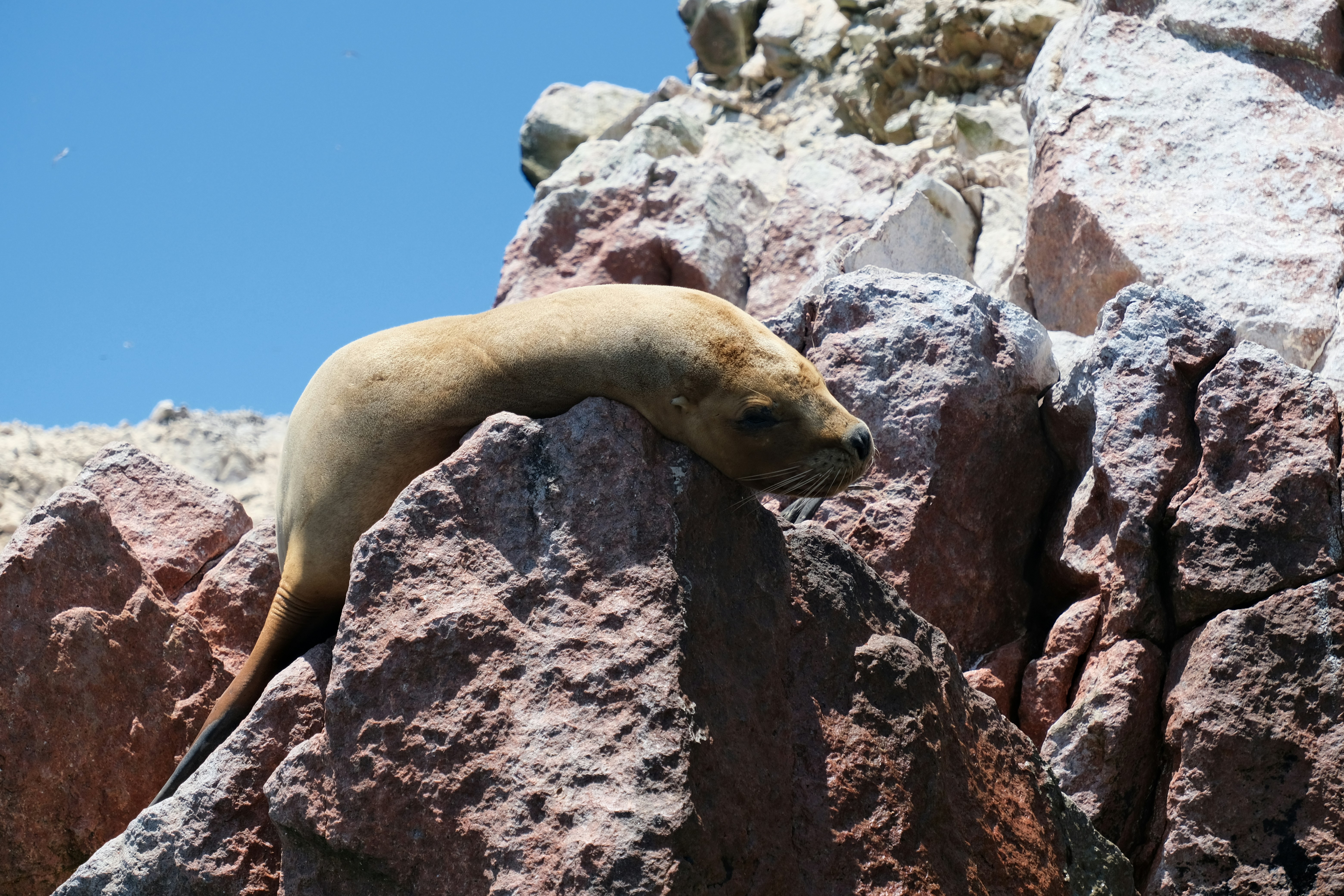 A sea lion rests on a rocky shore.