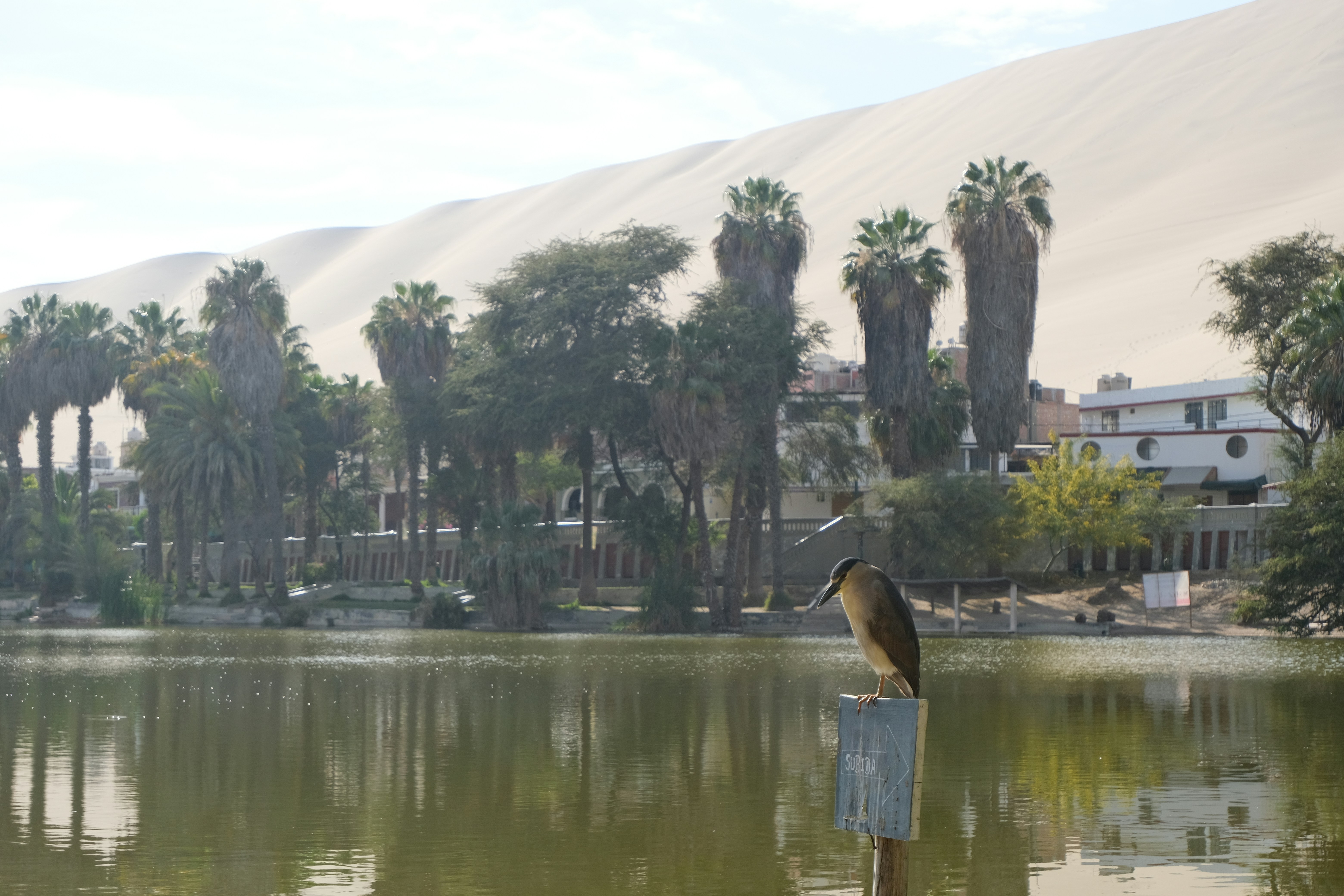 A bird perched on a post overlooking a lake.