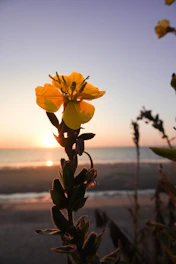 Yellow flower in bloom at the beach during sunset.