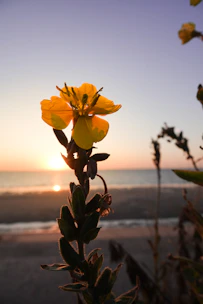 Yellow flower in bloom at the beach during sunset.