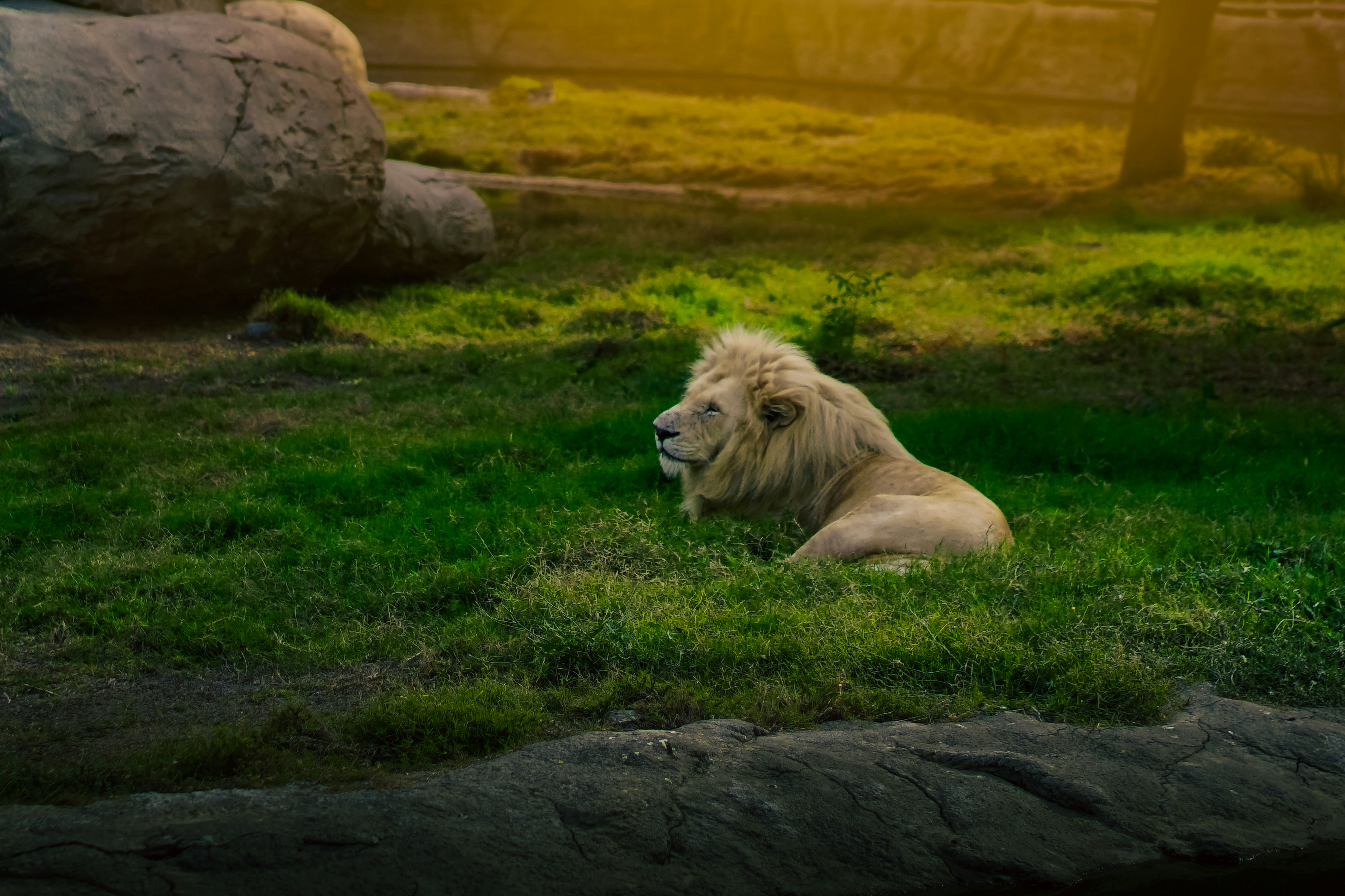 The White Lion prologue showdown with four starting survivors - kingdom death monster strategy
