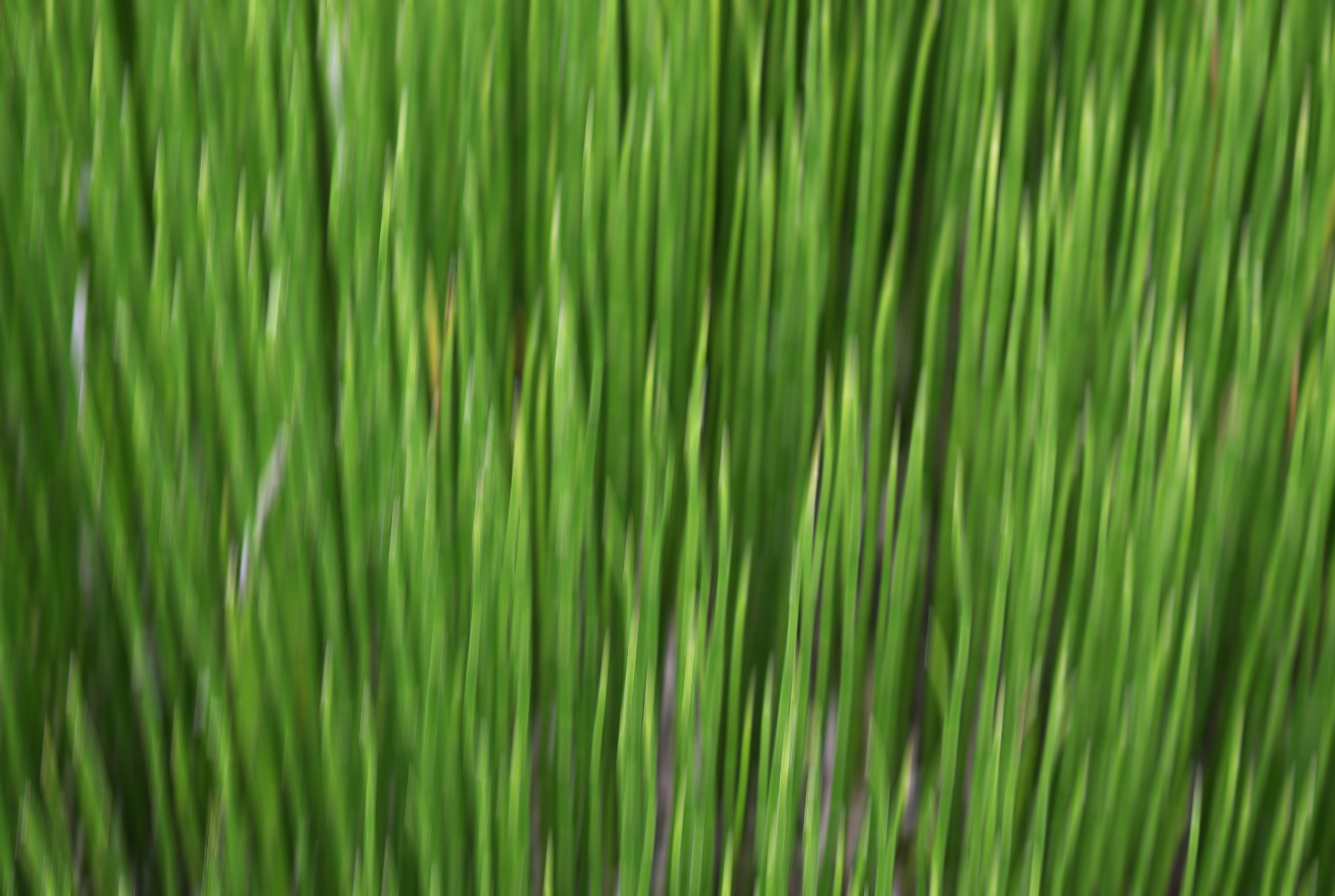 Briznas abstractas de hierba verde con efecto de desenfoque de movimiento