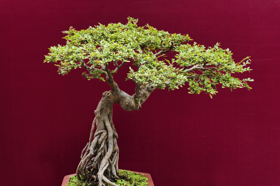 Bonsai fuer anfaenger der perfekte erste baum und seine pflege — detailed close-up view