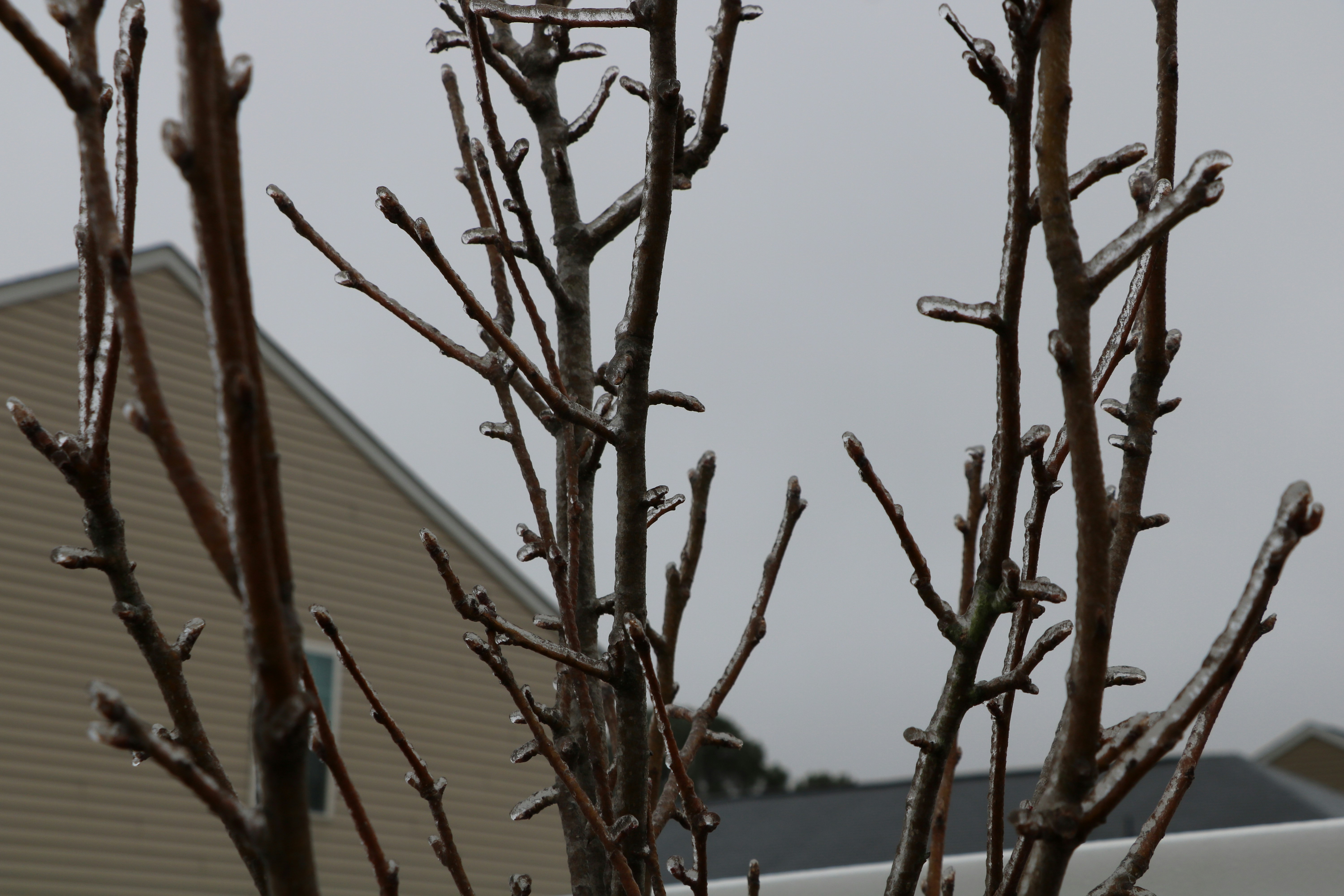 Bare tree branches covered in ice