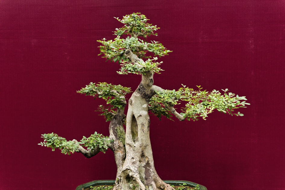 Bonsai fuer anfaenger der perfekte erste baum und seine pflege — practical guide overview