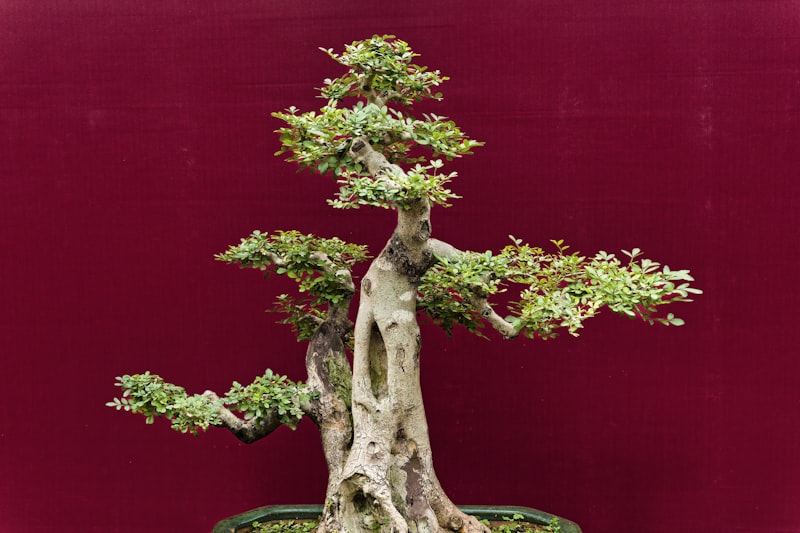 A meticulously shaped bonsai tree against a deep red background.