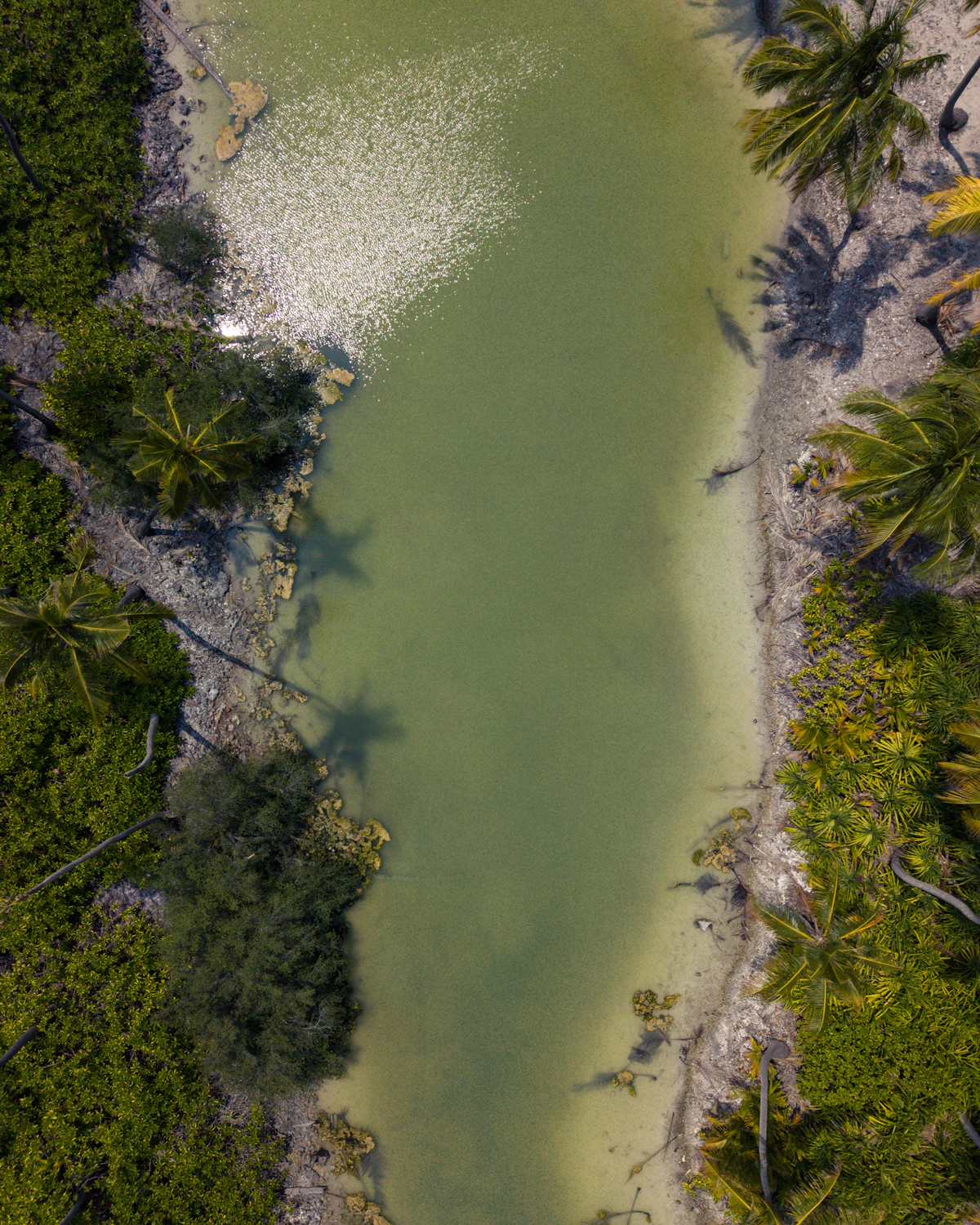 Aerial view of a green tropical lagoon fringed with palm trees