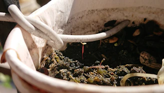 A small sprout emerges from dark soil in a planter.