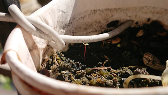 A small sprout emerges from dark soil in a planter.