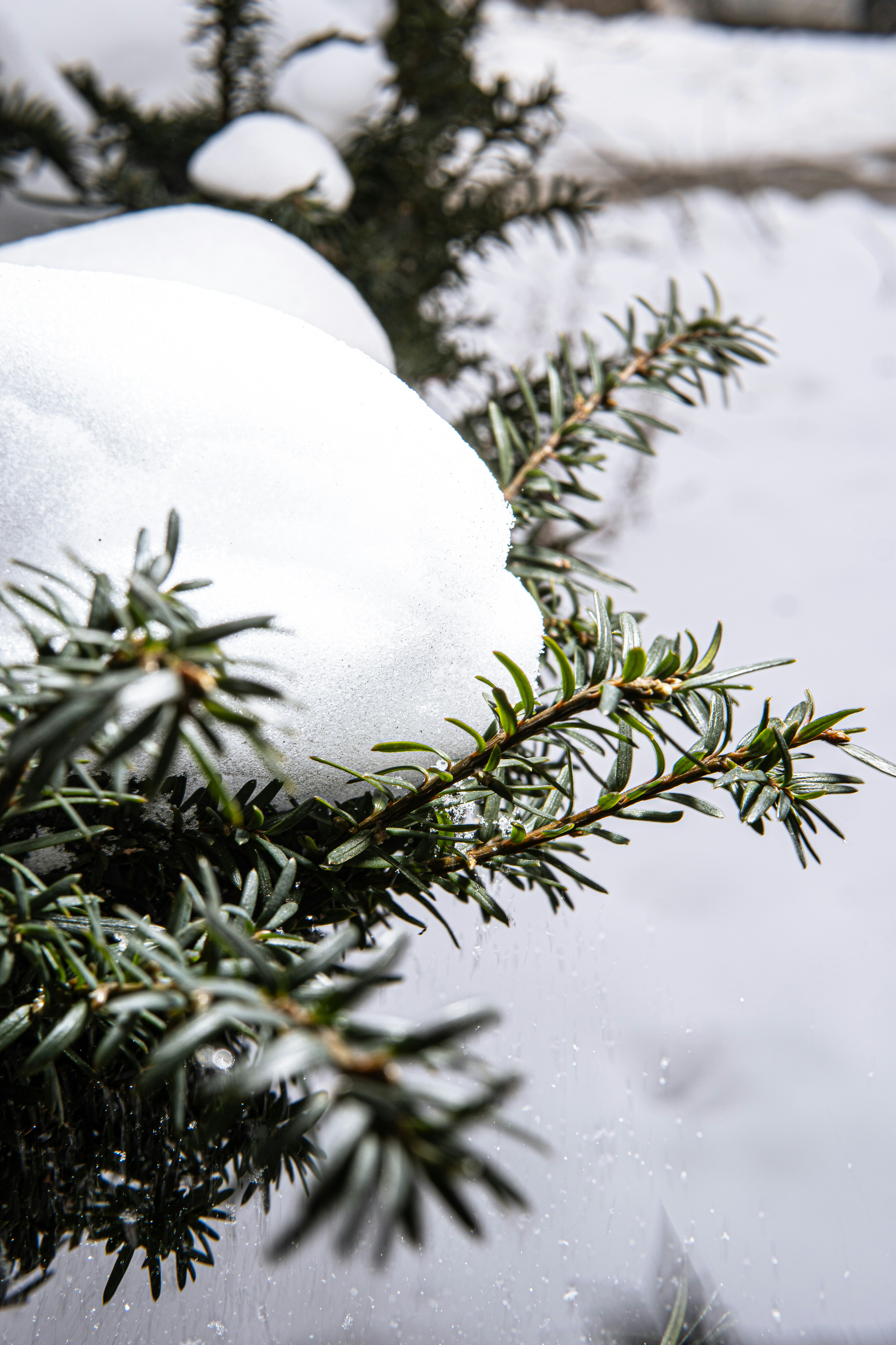 Photo by tellophotography