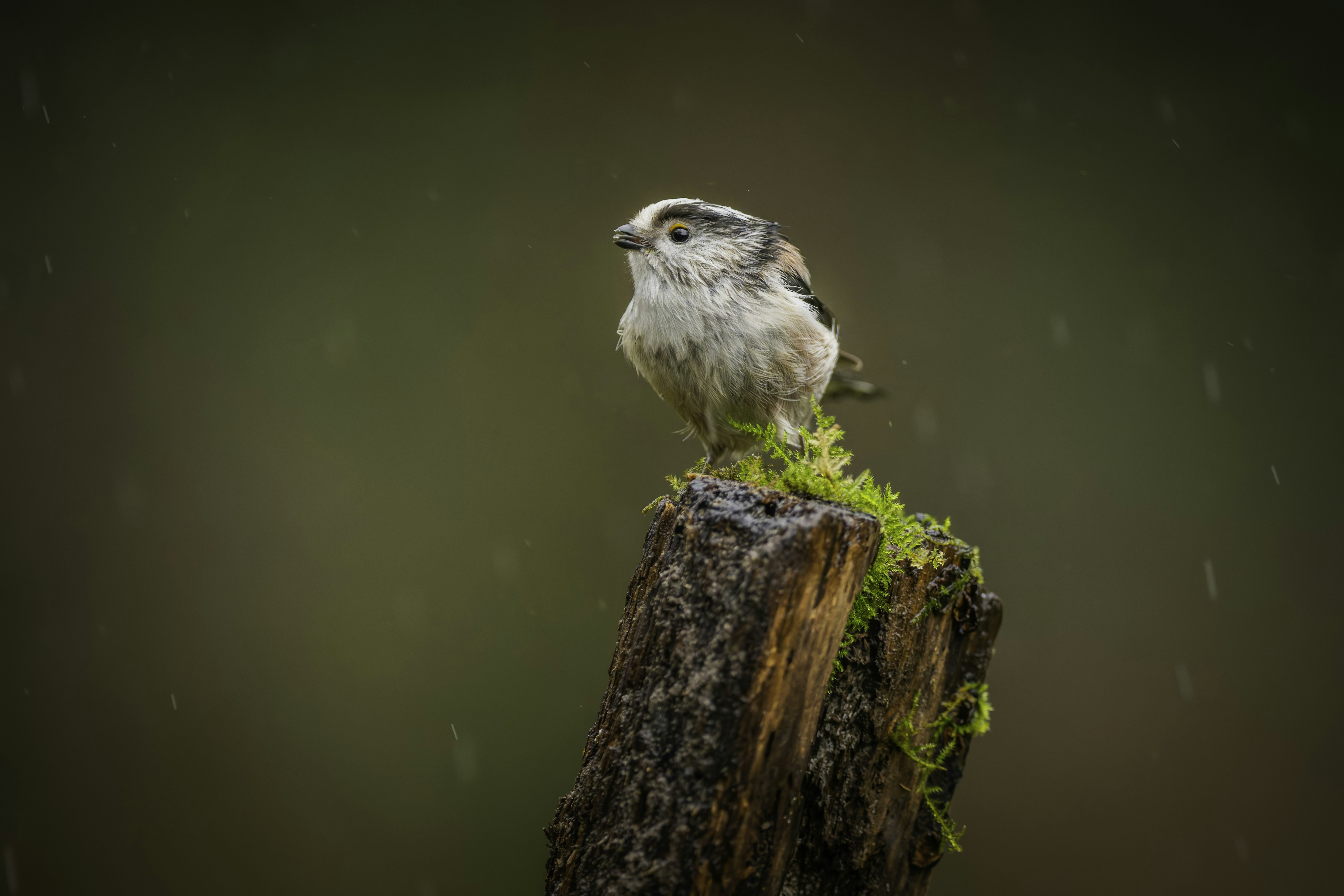 Un pequeño pájaro se posaba en un tocón cubierto de musgo durante la lluvia.