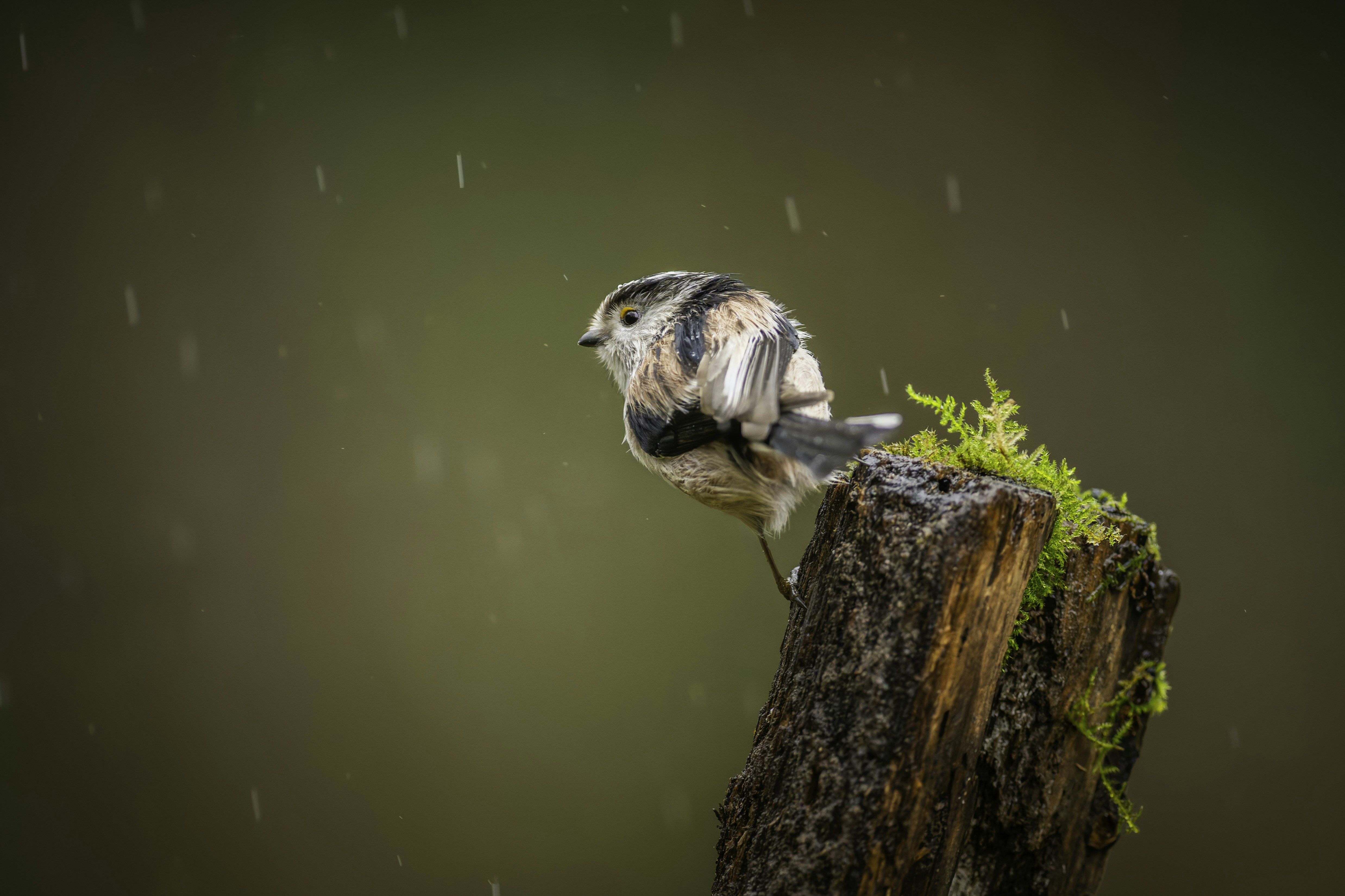 Un herrerillo de cola larga se posa en un tocón cubierto de musgo bajo la lluvia.