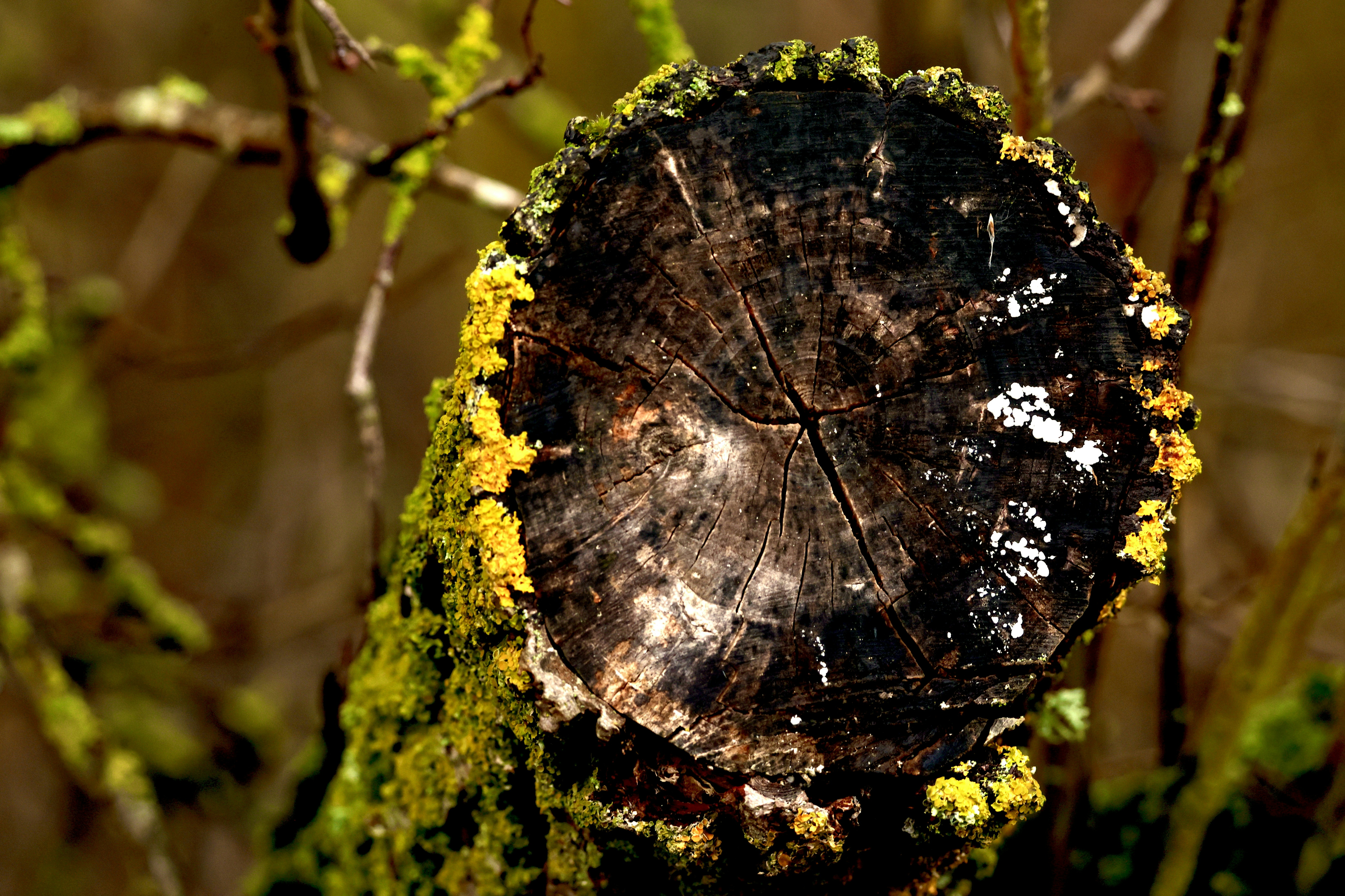 Moss and lichen cover a weathered tree stump.