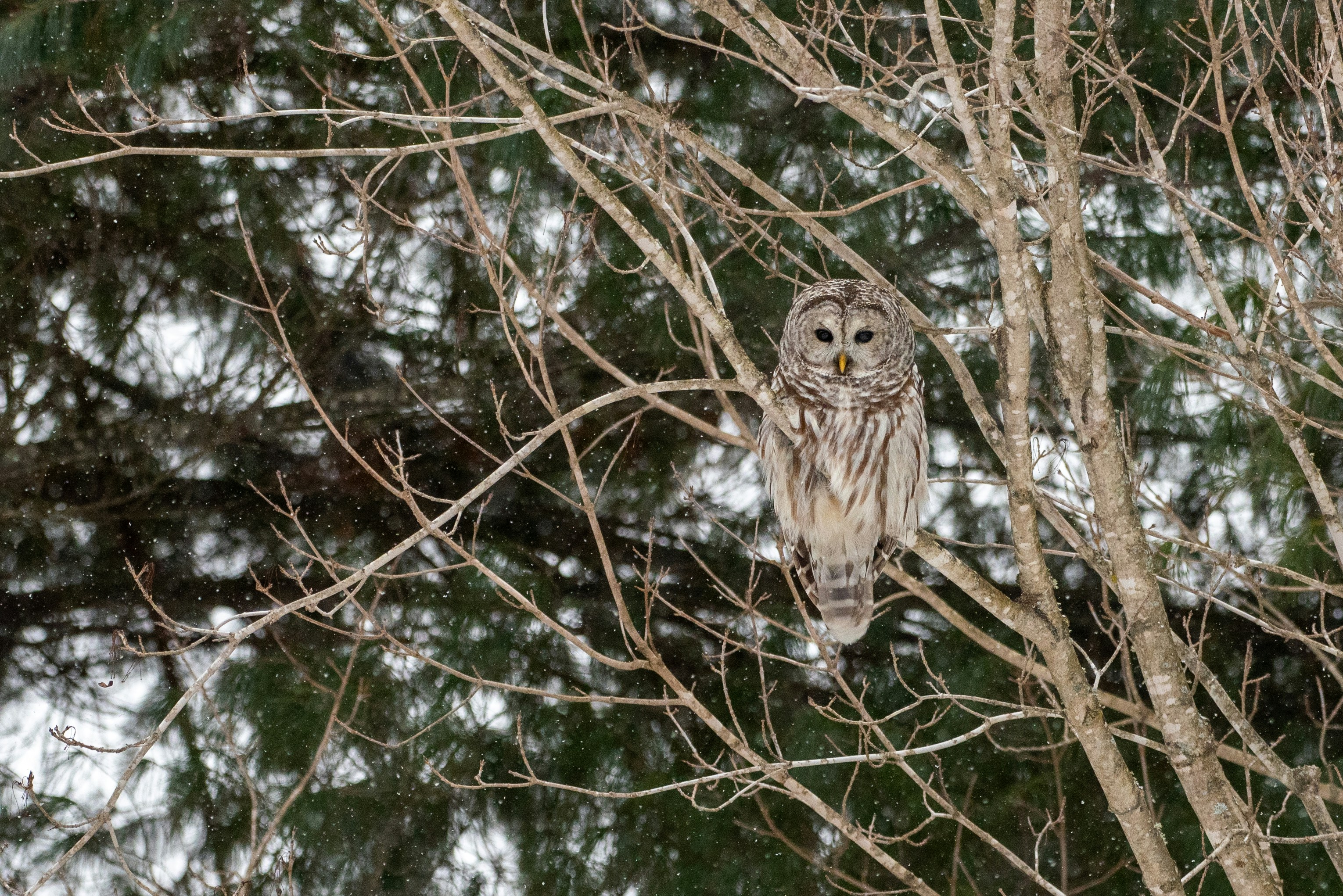 An owl sits perched on a bare tree branch.