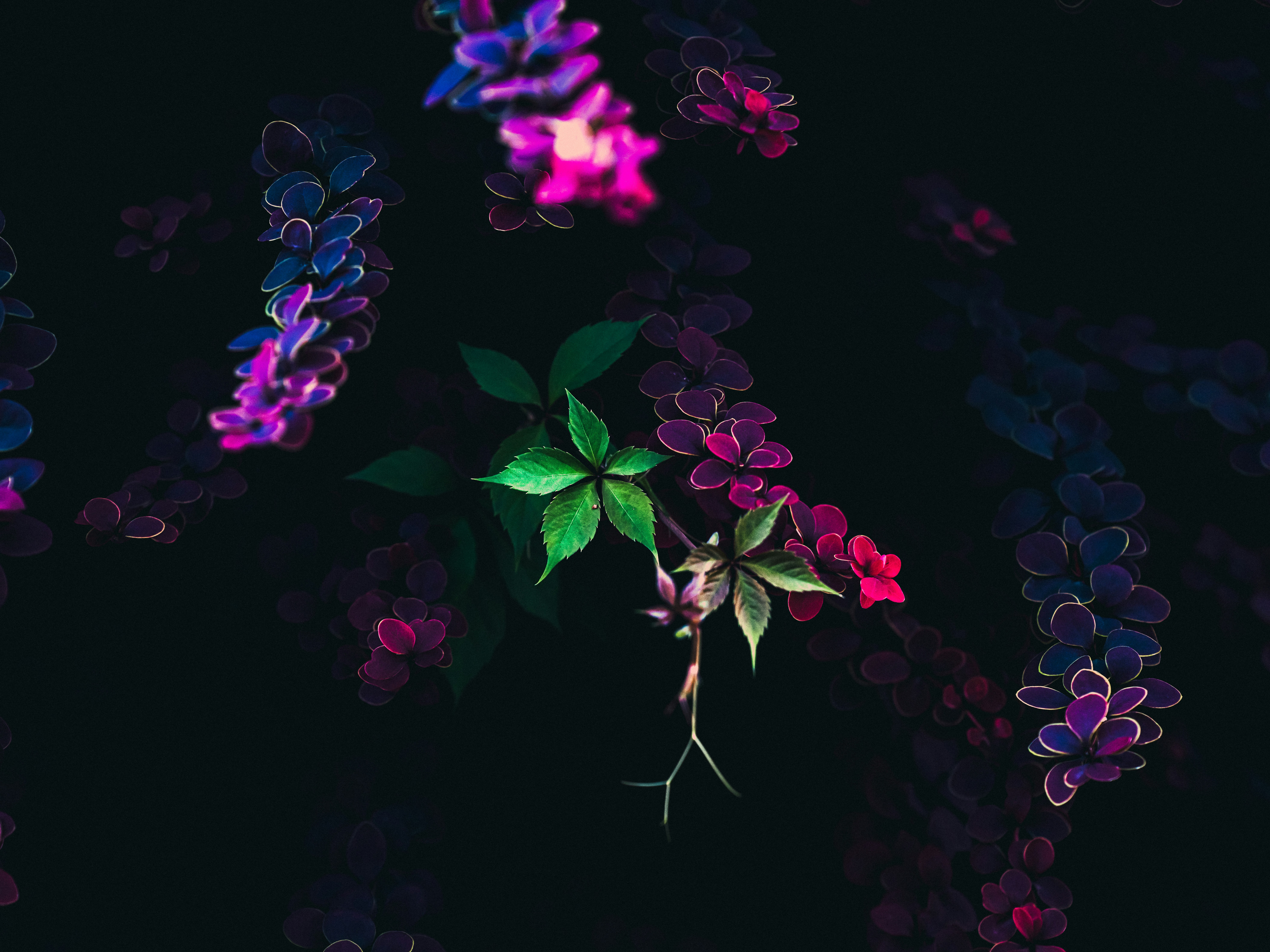 Vibrant purple and pink flowers against dark background