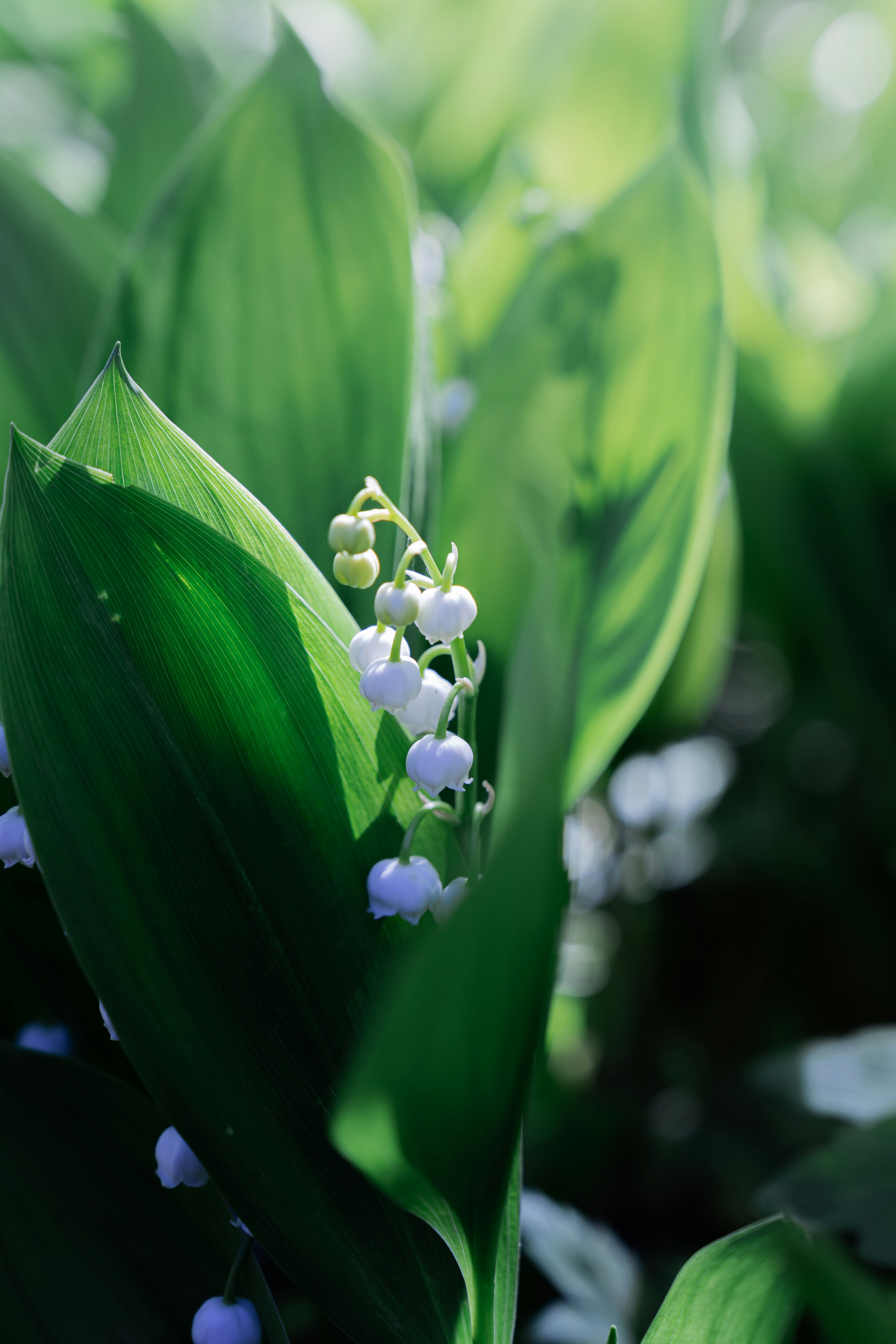 Photo by carinamariah