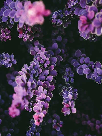 Close-up of purple barberry leaves against a dark background.