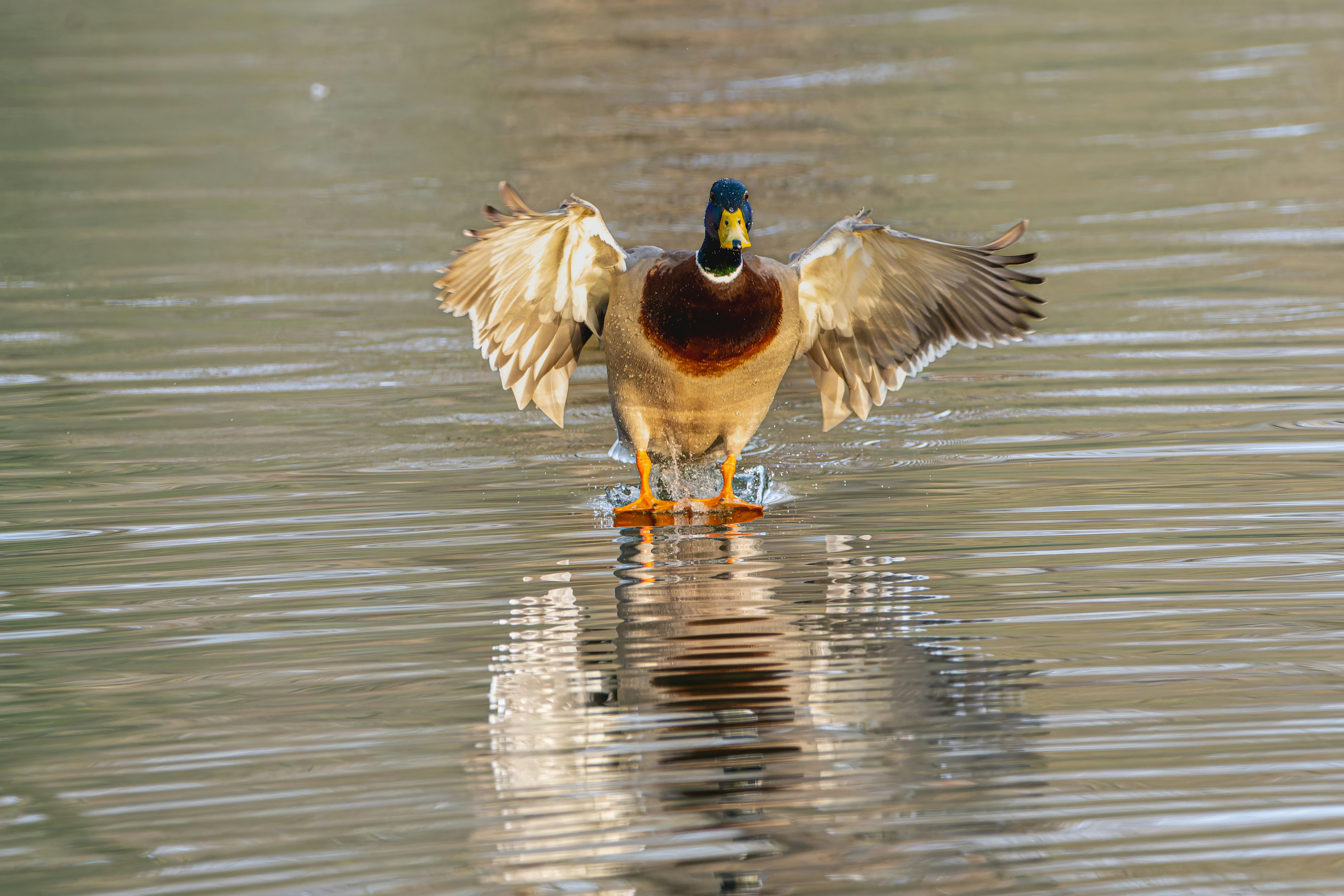 Photo by siegfriedpoepperl