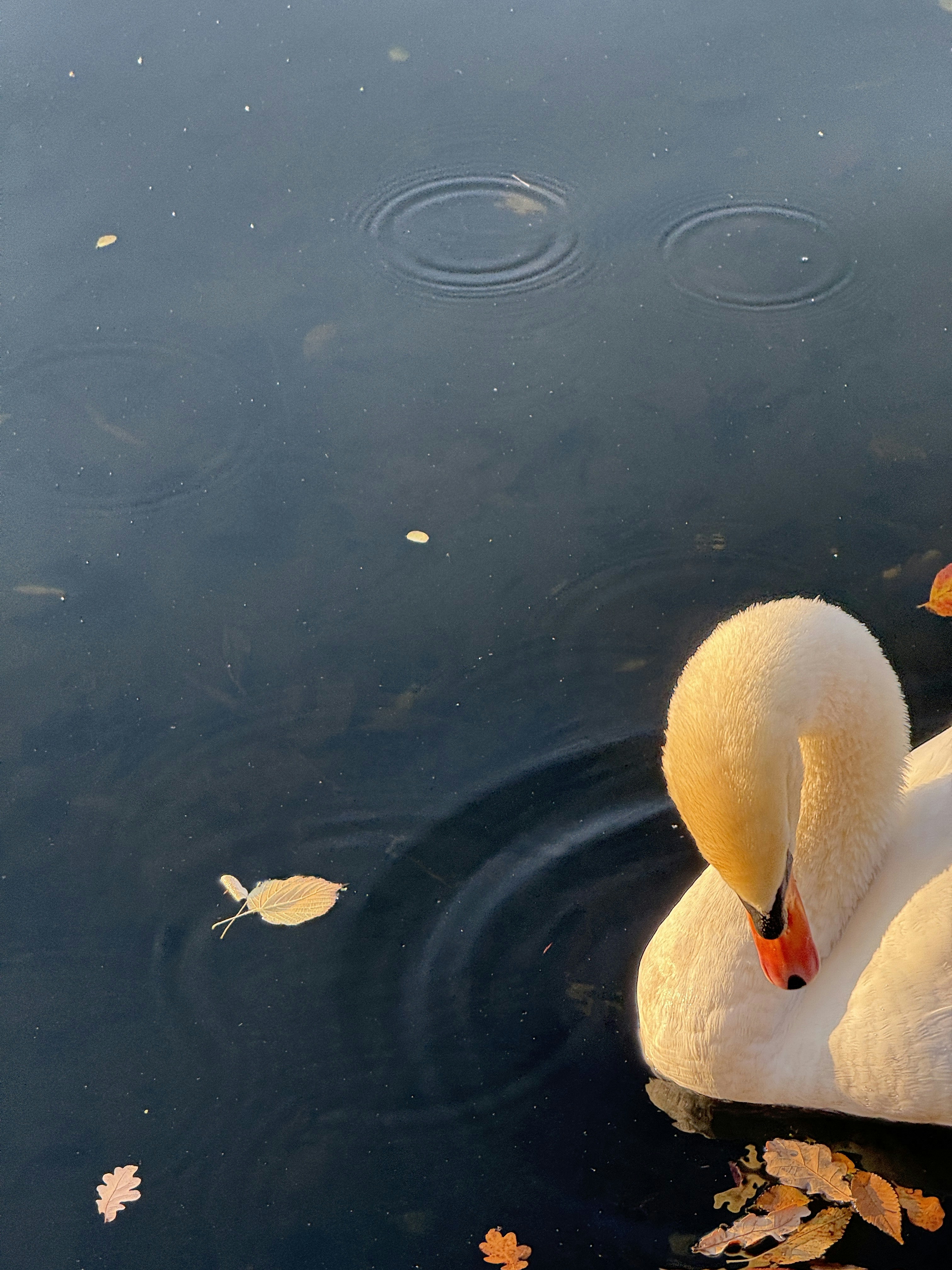 A swan swims in dark water with fallen leaves.