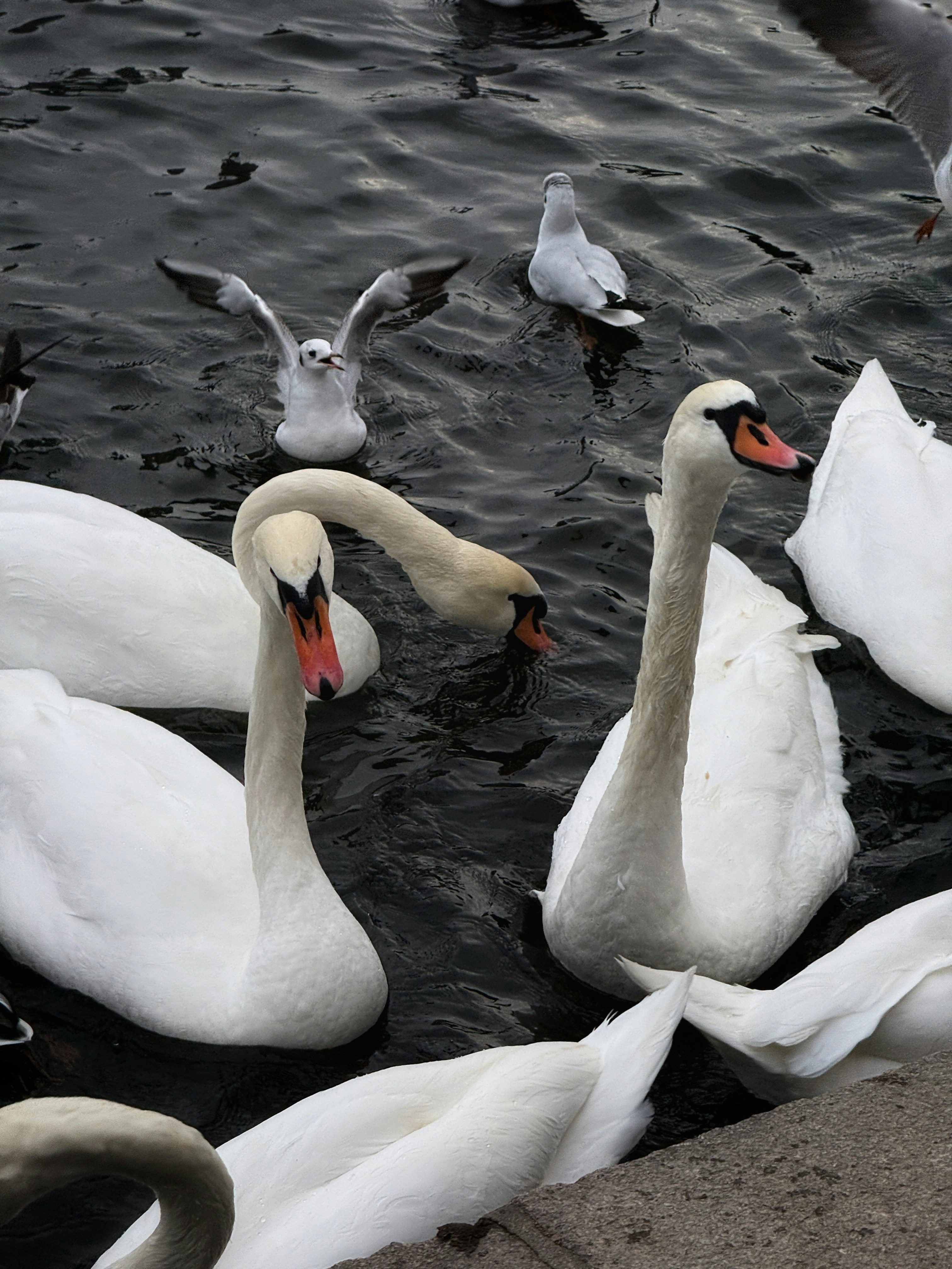 Several white swans and seagulls swim in dark water.
