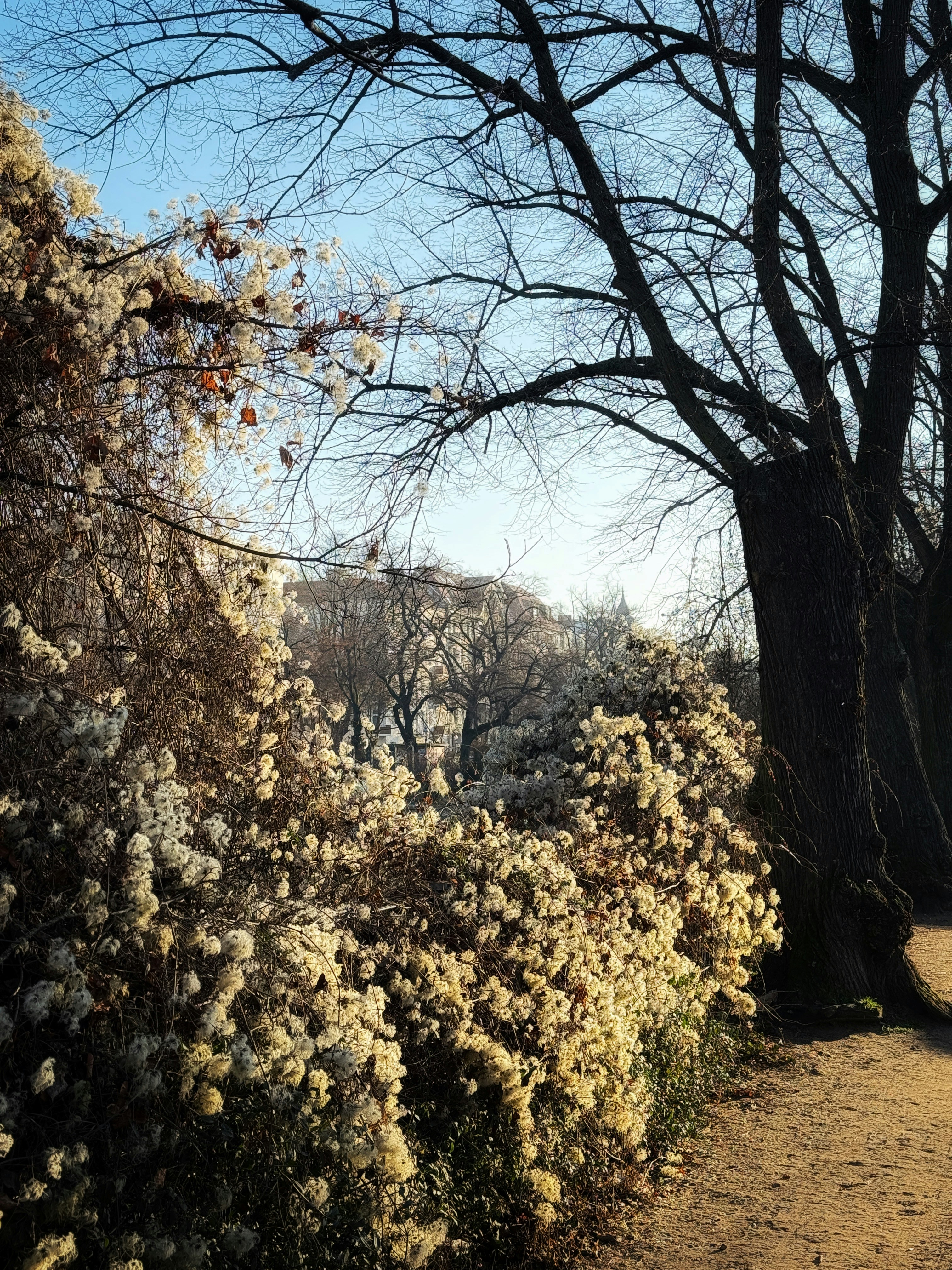 Bare trees and blooming bushes in a park