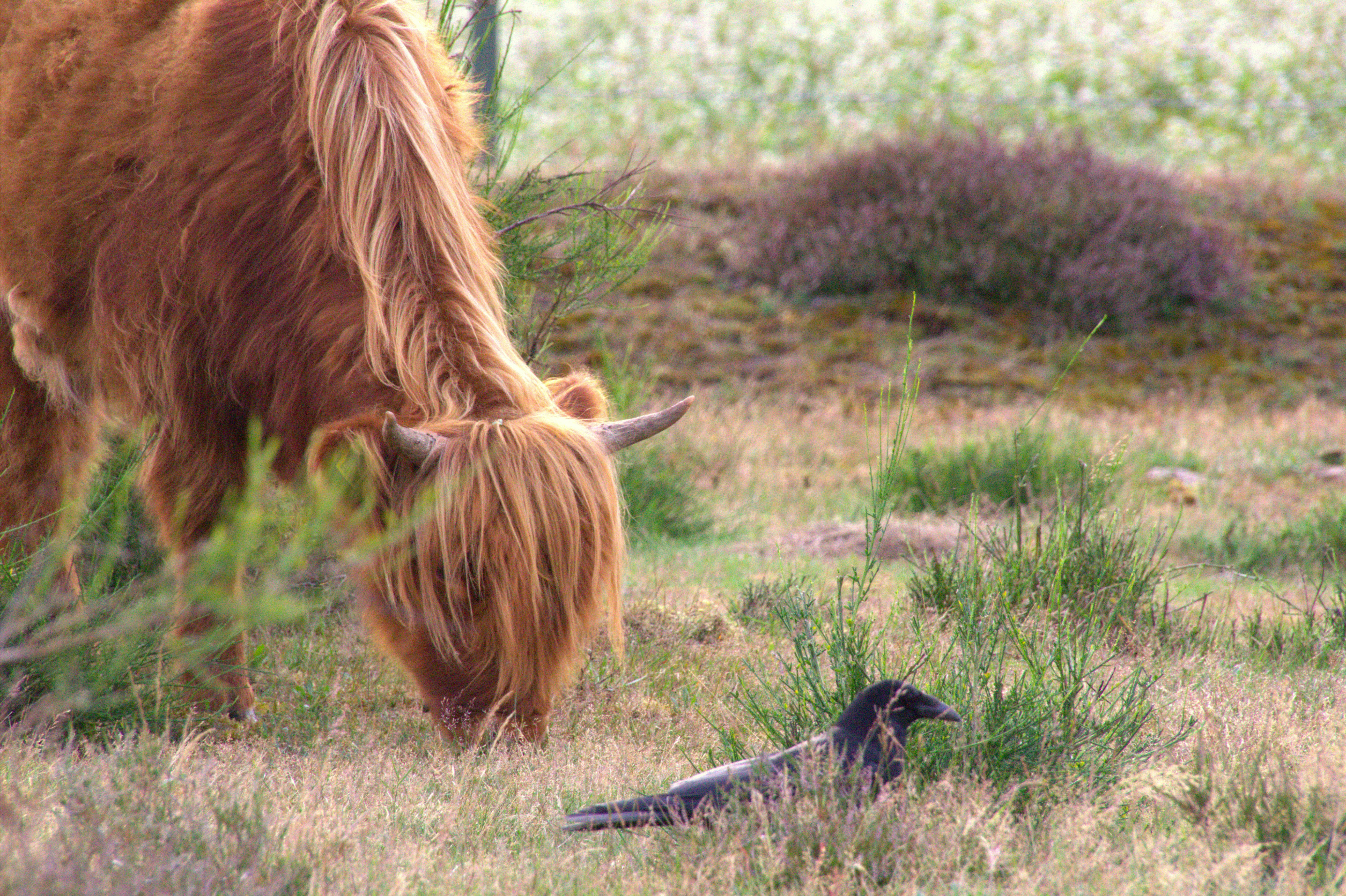 草原でカラスの近くで草を食むハイランド牛