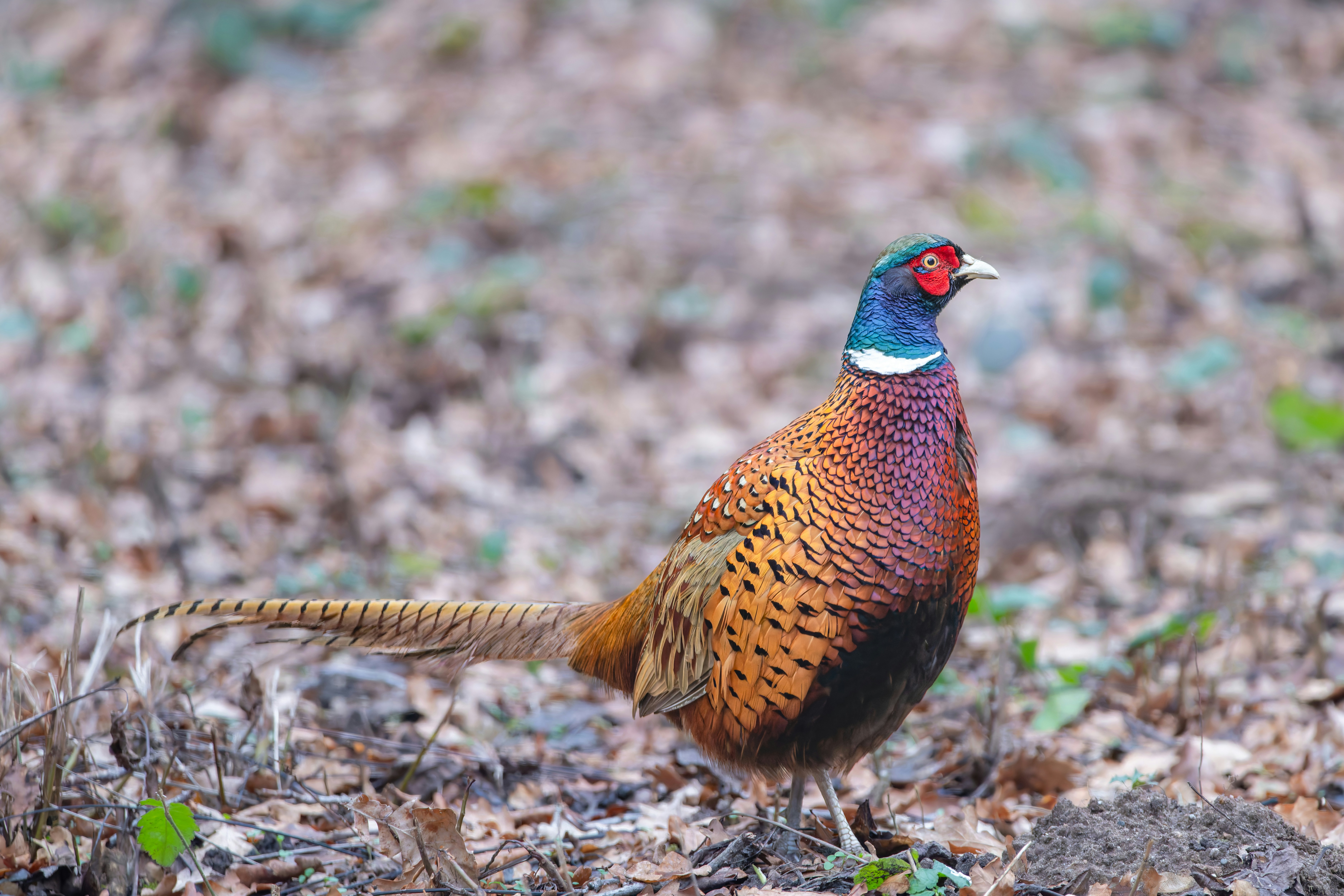 Photo by siegfriedpoepperl